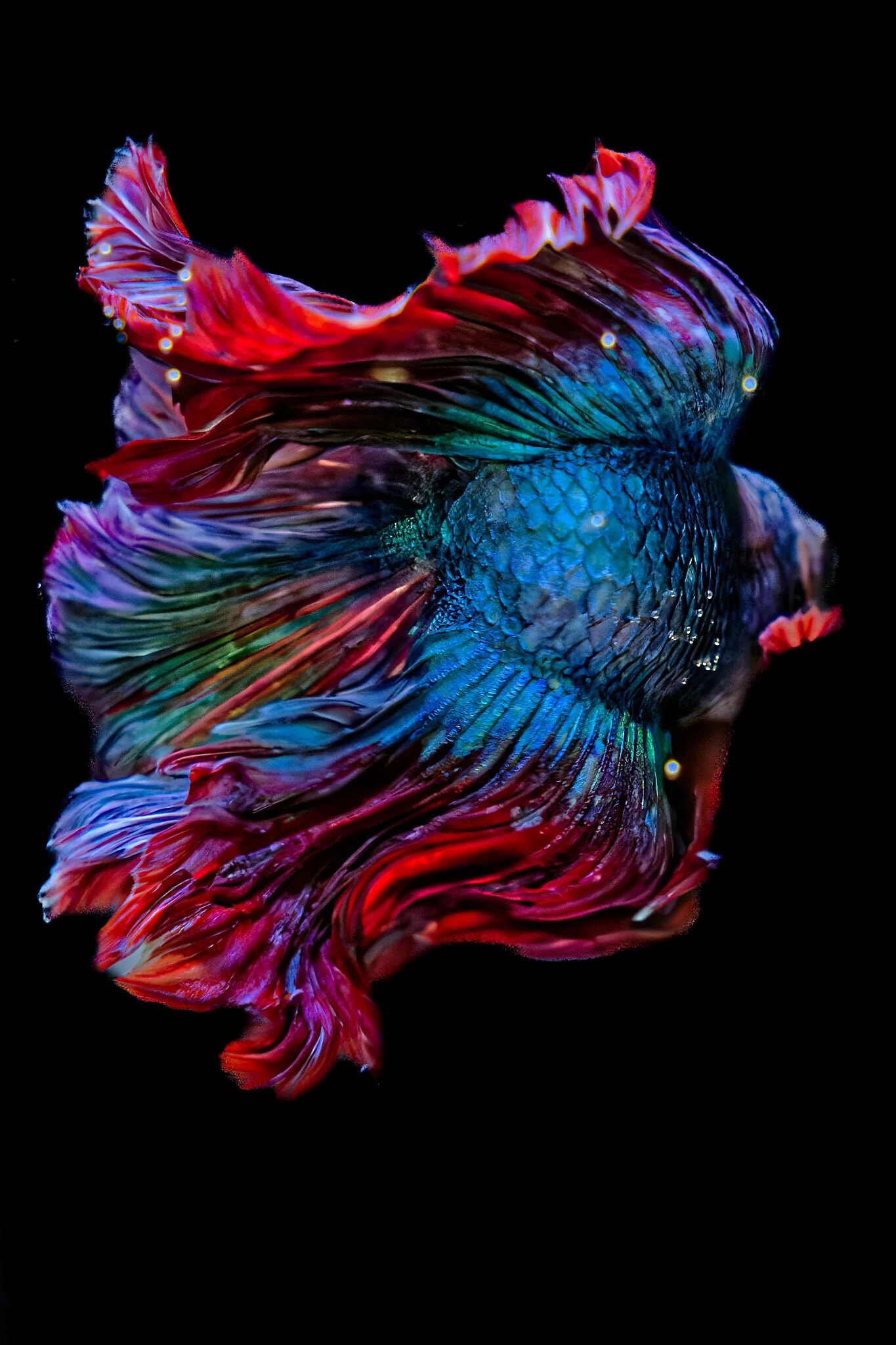 BETTAFISH ART｜詢