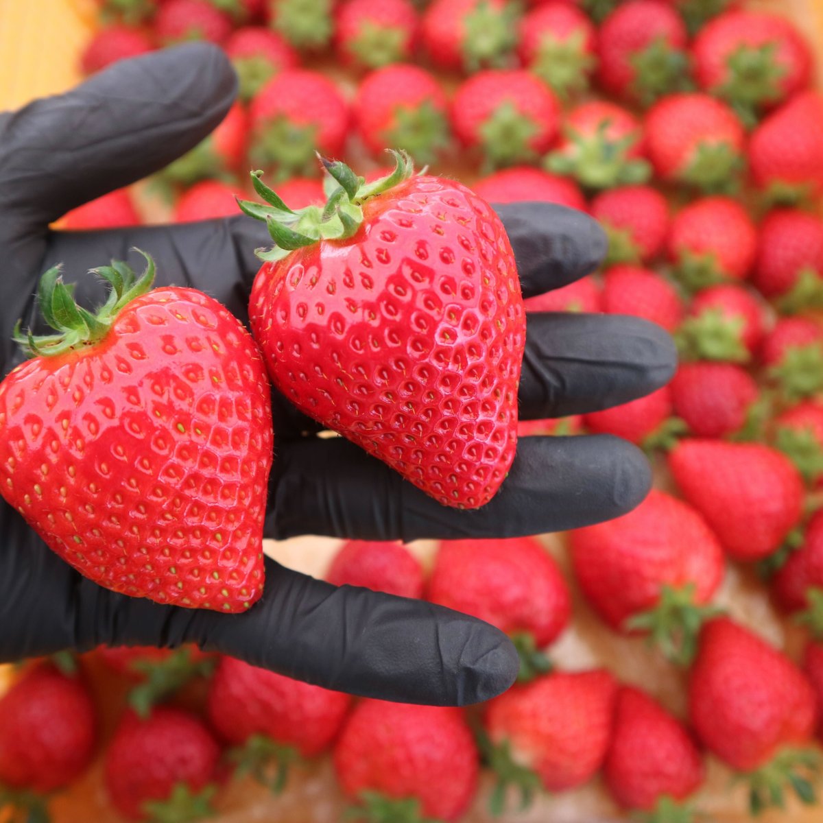 やくもファーム、いま本気で動いています。— 直売からオンラインへ。進化の途中 —