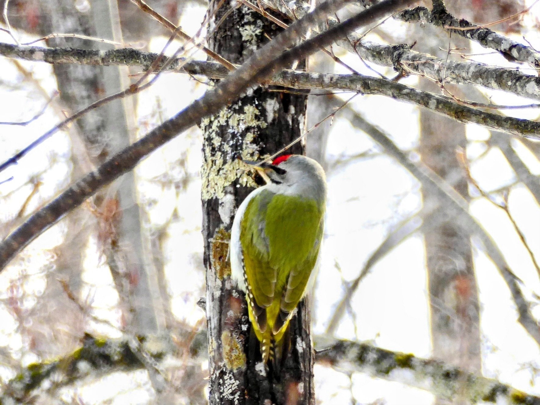 鳥を見る散歩｜にこにこさん