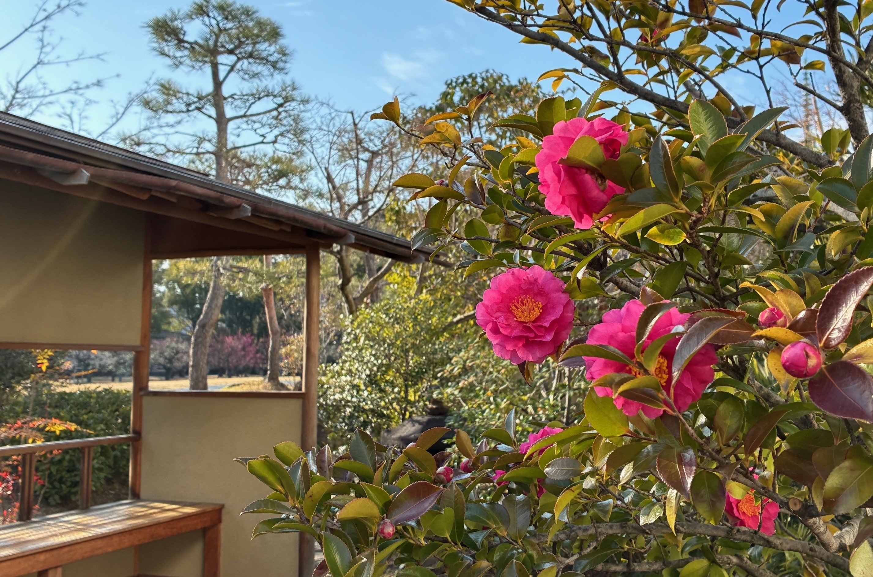 久々に藤田美術館へ 庭園に咲く山茶花が映える Visited the Fujita Art