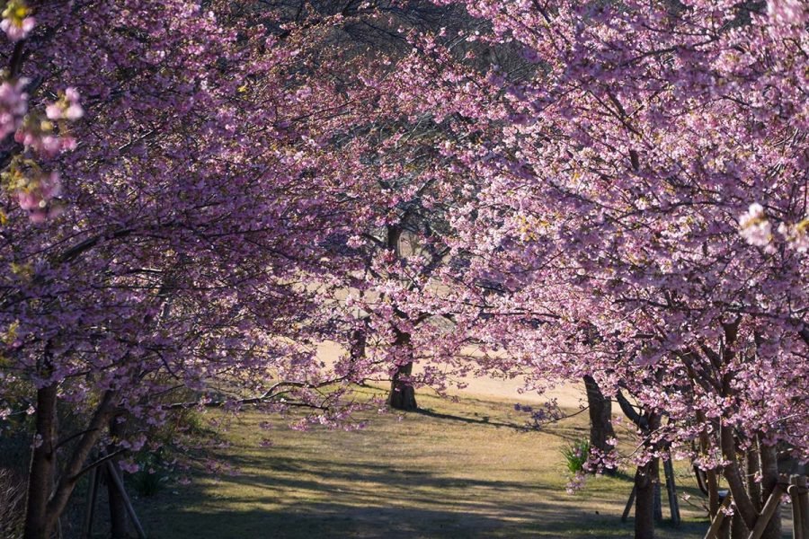 観音崎の河津桜 | X-T5 + SIGMA 16-300mm , 12mm F1.4｜borichan | 旅