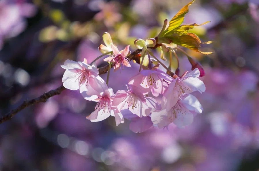 観音崎の河津桜 | X-T5 + SIGMA 16-300mm , 12mm F1.4｜borichan | 旅