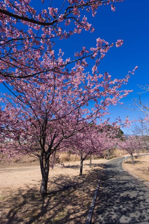 観音崎の河津桜 | X-T5 + SIGMA 16-300mm , 12mm F1.4｜borichan | 旅