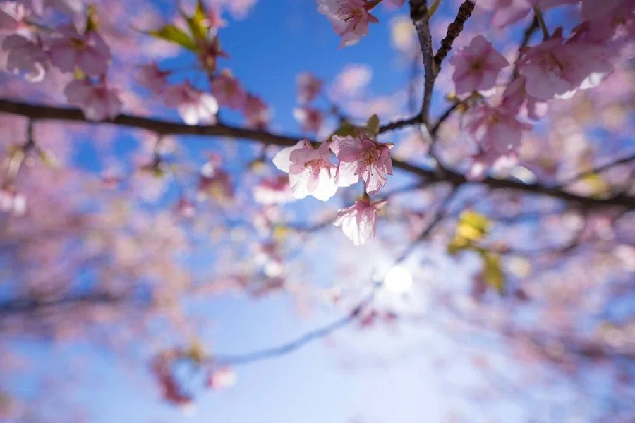 観音崎の河津桜 | X-T5 + SIGMA 16-300mm , 12mm F1.4｜borichan | 旅