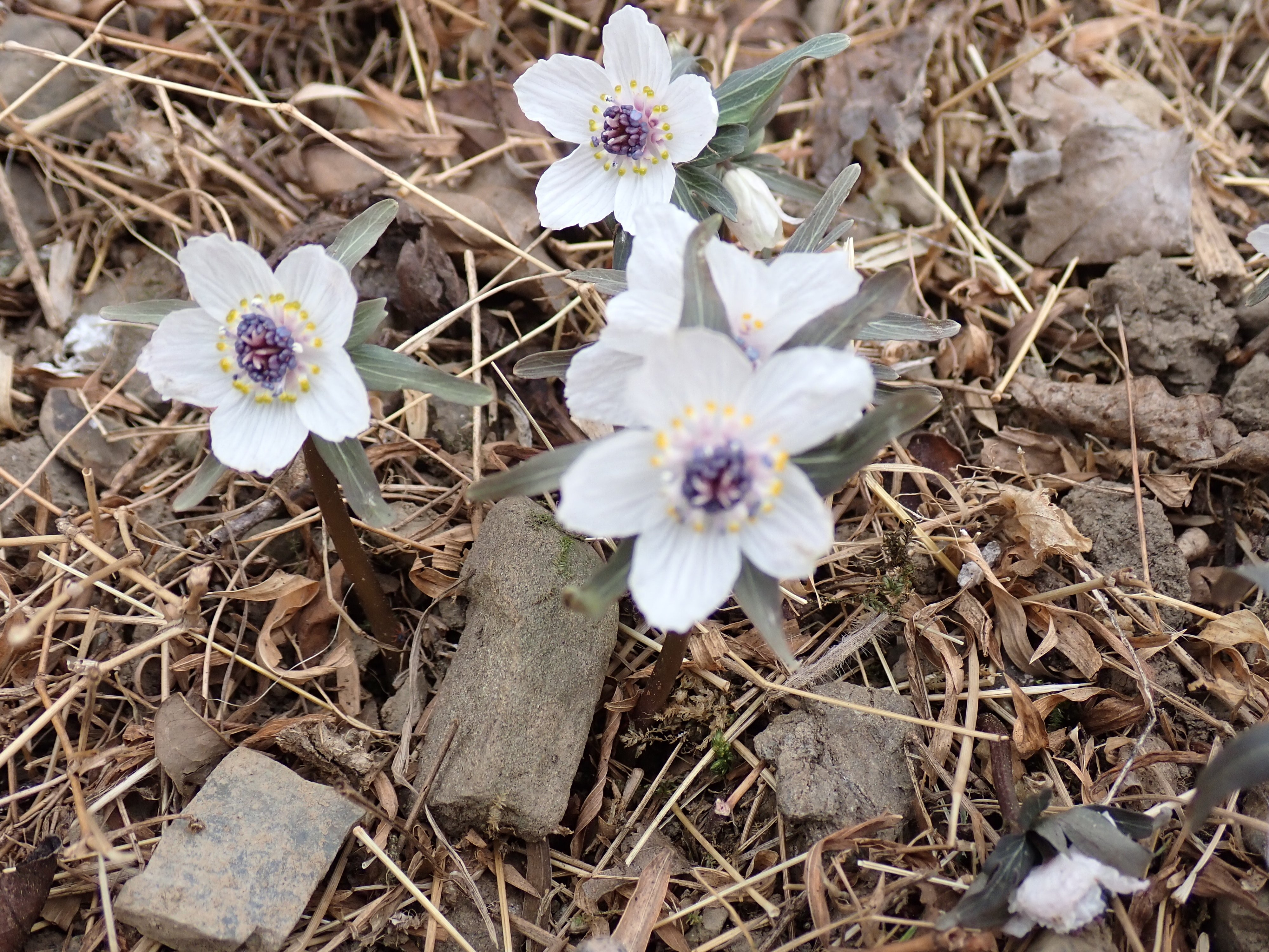 セツブンソウ 2026年「四季の森星野」｜マンガン