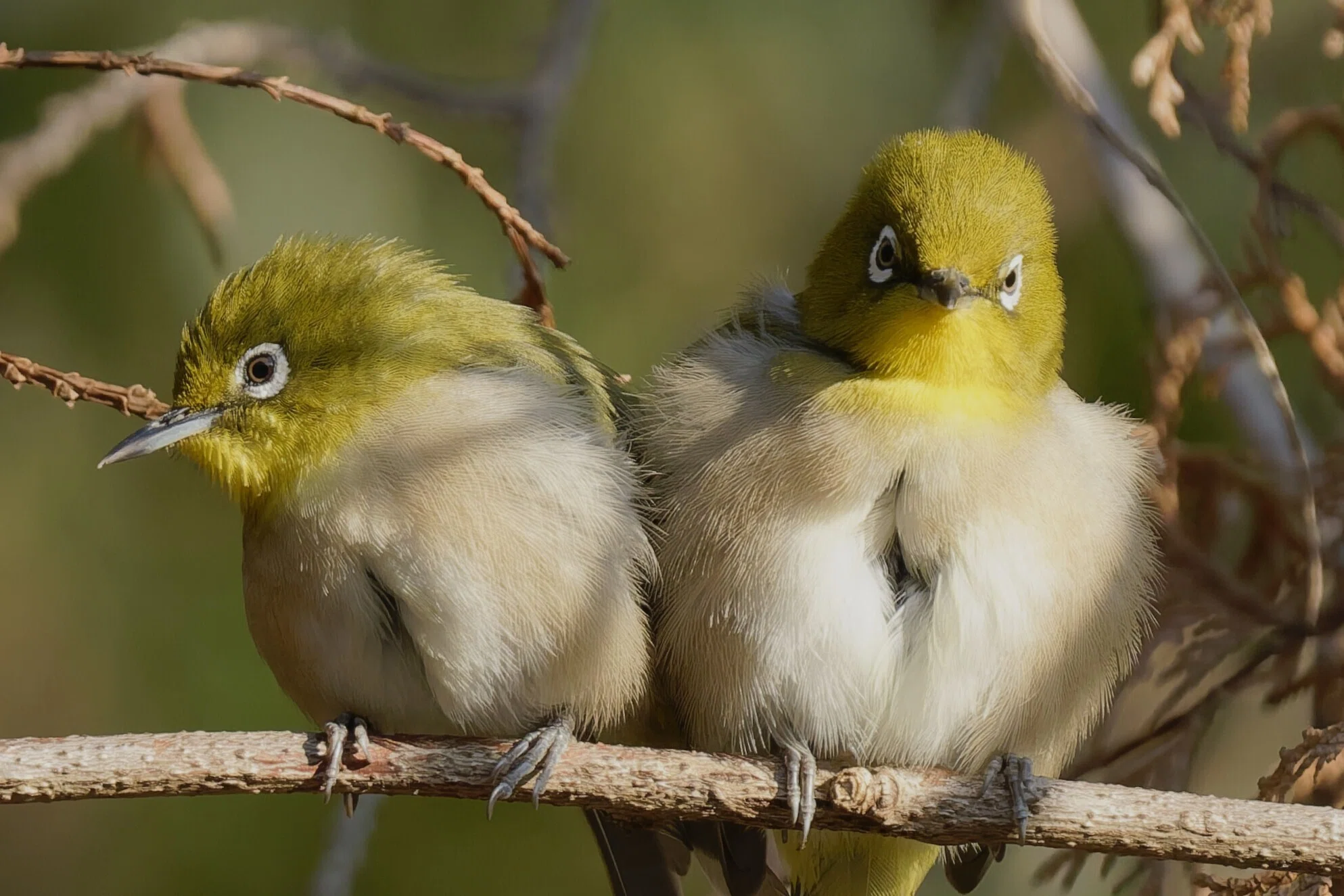 野鳥が好きです!#224「メジロ兄弟〜今日も仲良しゼロ距離です」｜take