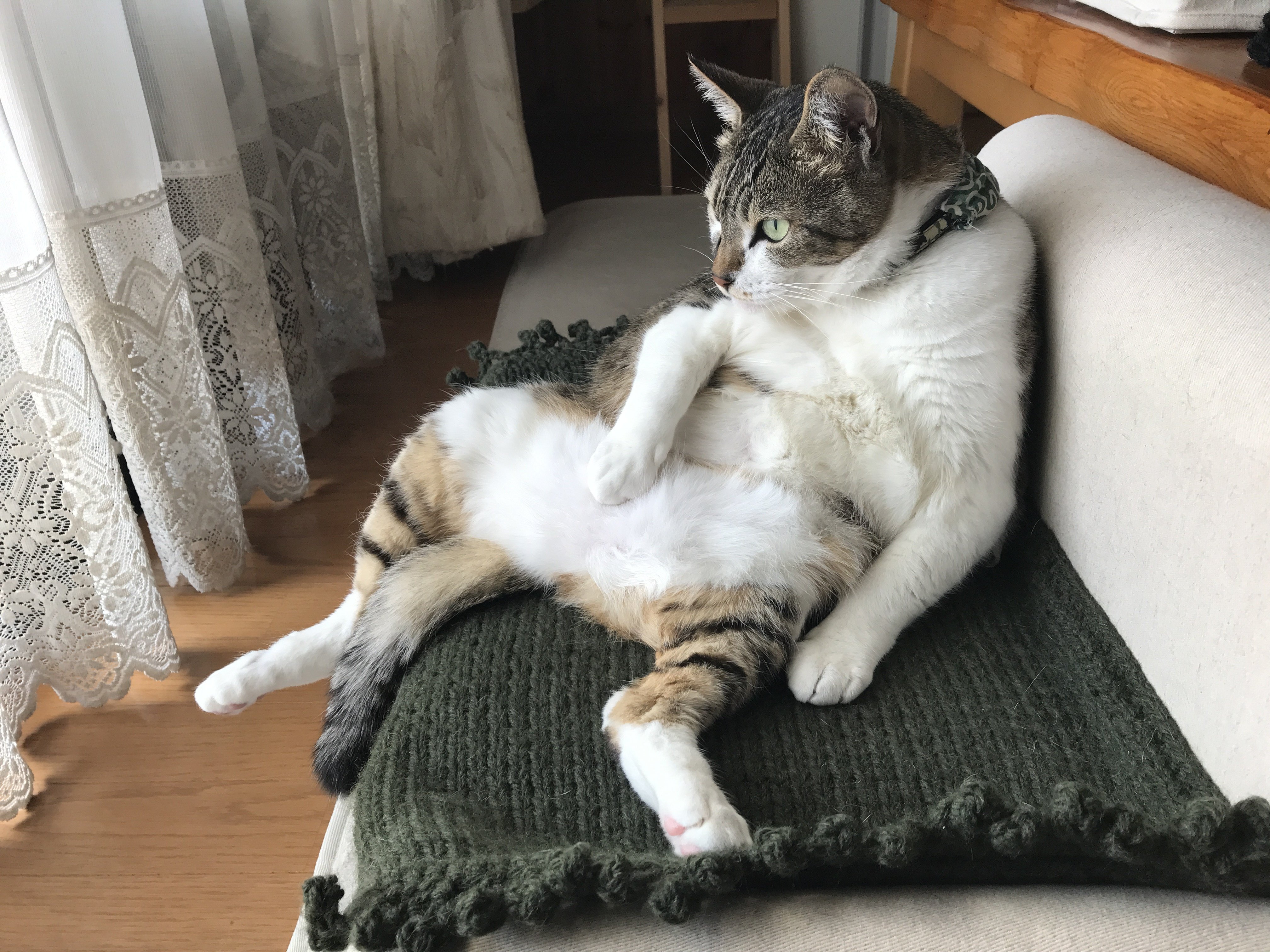 うちのネコにゃ似合わなかった…｜執筆 山猫堂