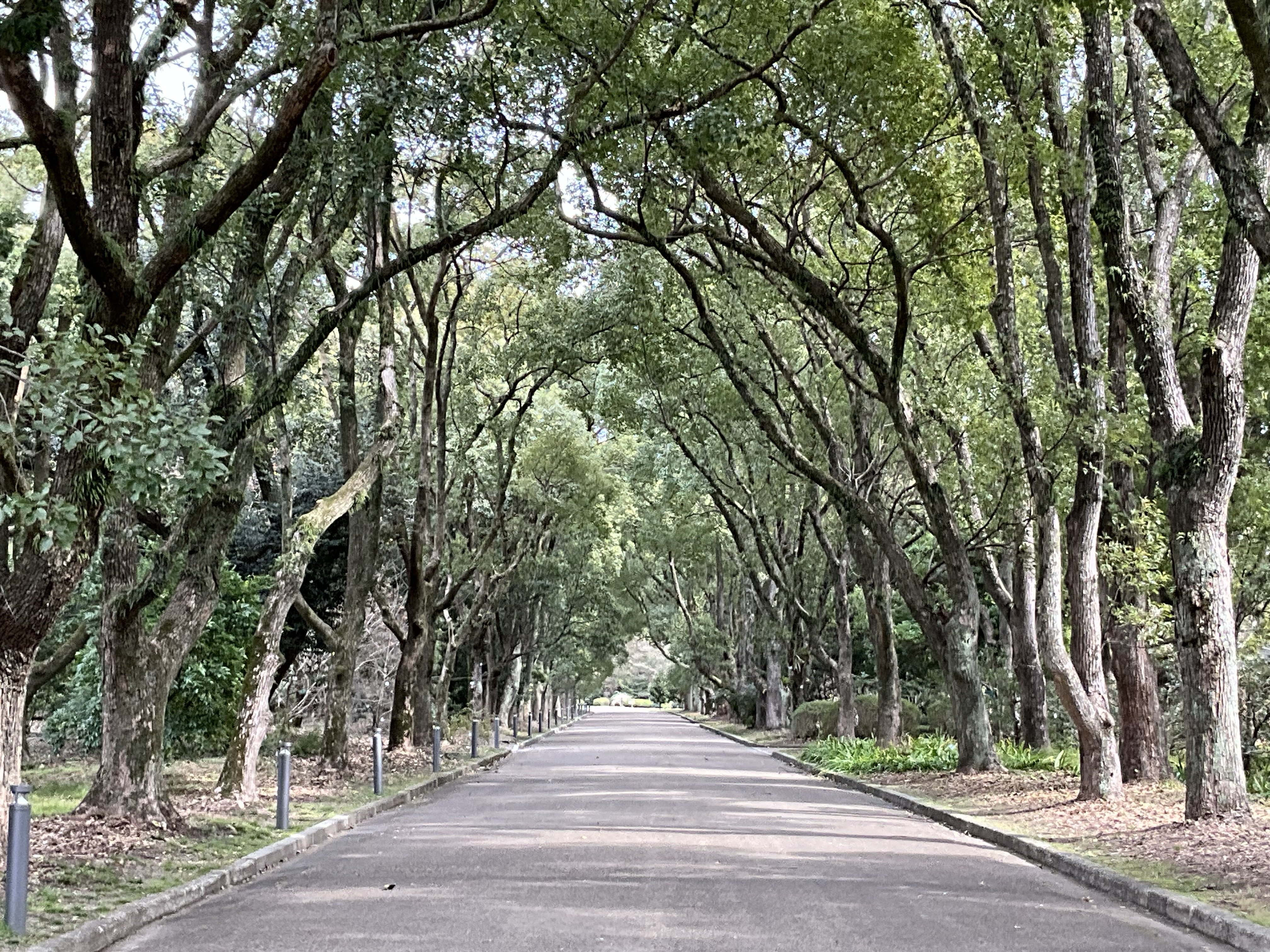 くすのき並木（京都府立植物園）：2026年2月18日（水）｜藤井秀昭