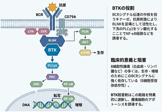がん専門薬剤師 試験対策：合格ラインに乗るための重要ポイント 分子標的治療薬⑬ ～BTK阻害薬・BCL-2阻害薬～｜OncoPharmaBrain