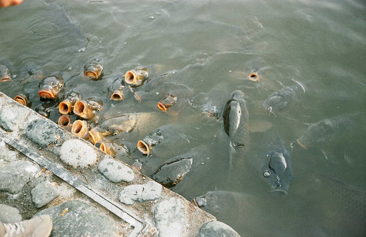 トプコン35Sの2ロール目で確信した。タイ遠征に持っていくたった1台の