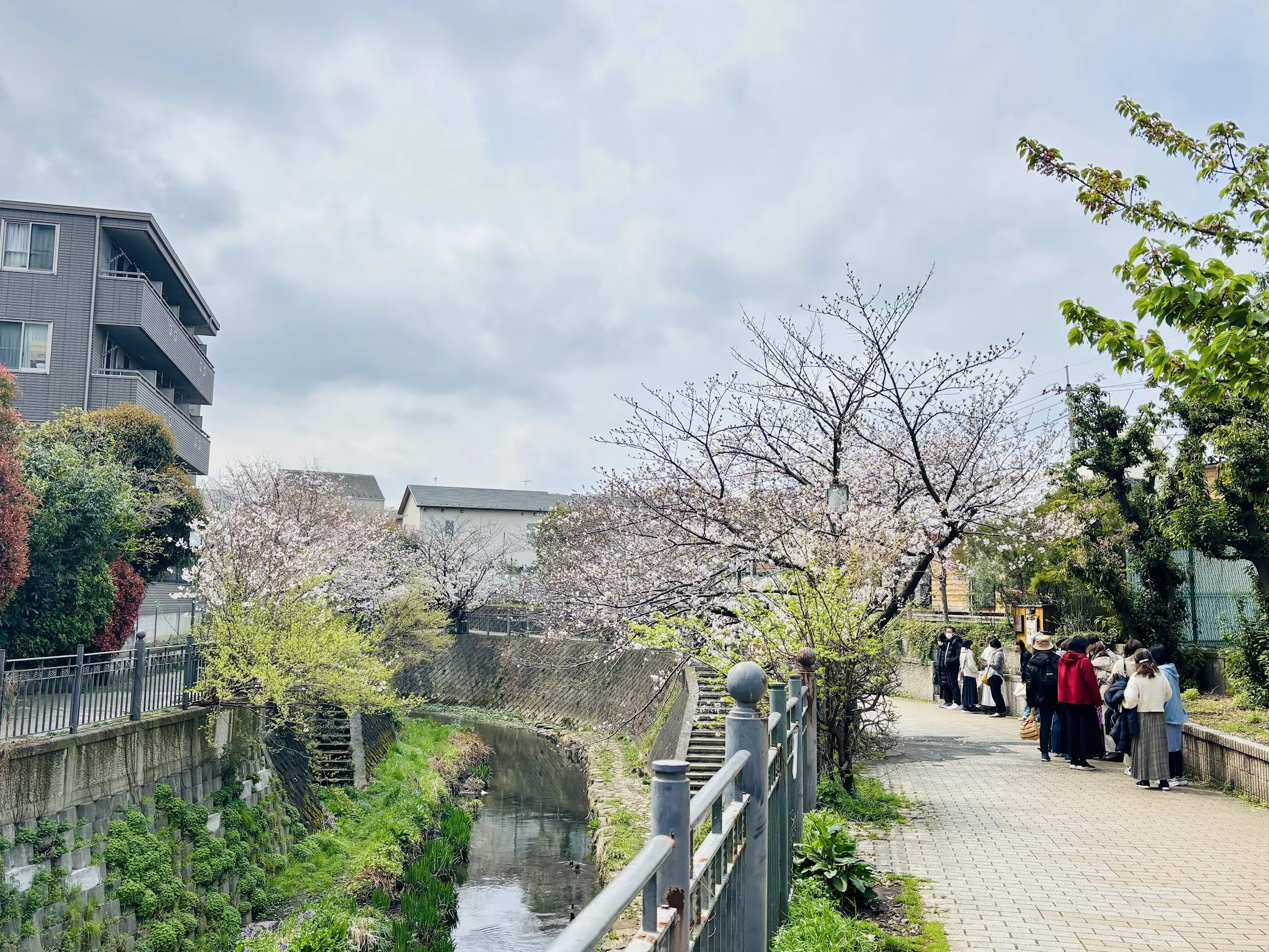 2025年3月30日】横浜・大岡川桜前線、一足早く横浜・大岡川で春の息吹
