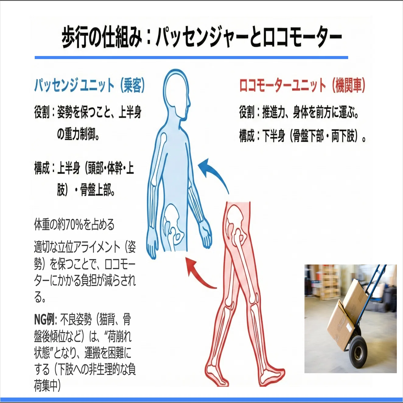 理学療法マネジメント 足 膝 股関節 脊柱 観察による歩行分析など