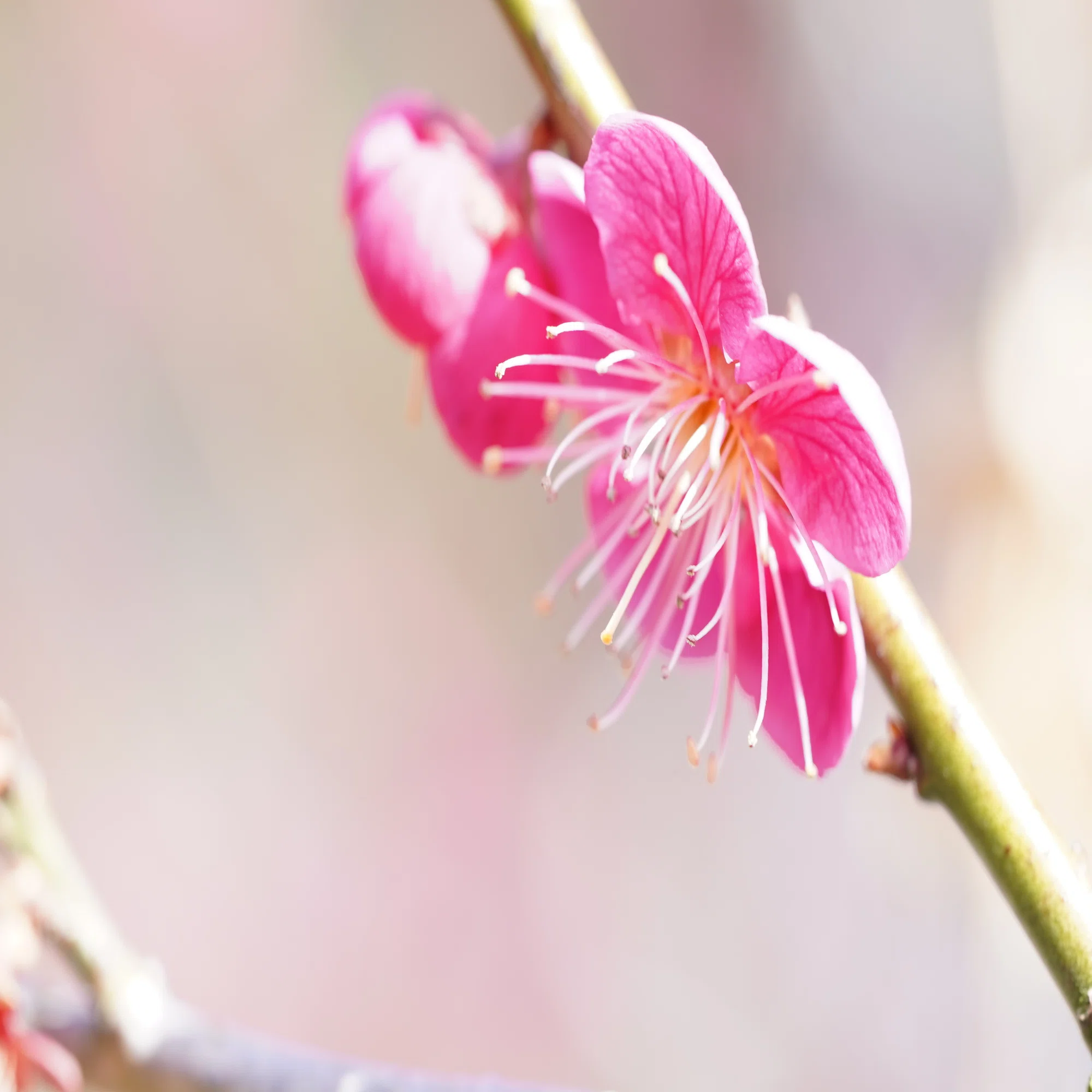 冬から春へ ～ 梅の花が告げる季節の変わり目 ～｜hitoyasumi_hitoyasumi