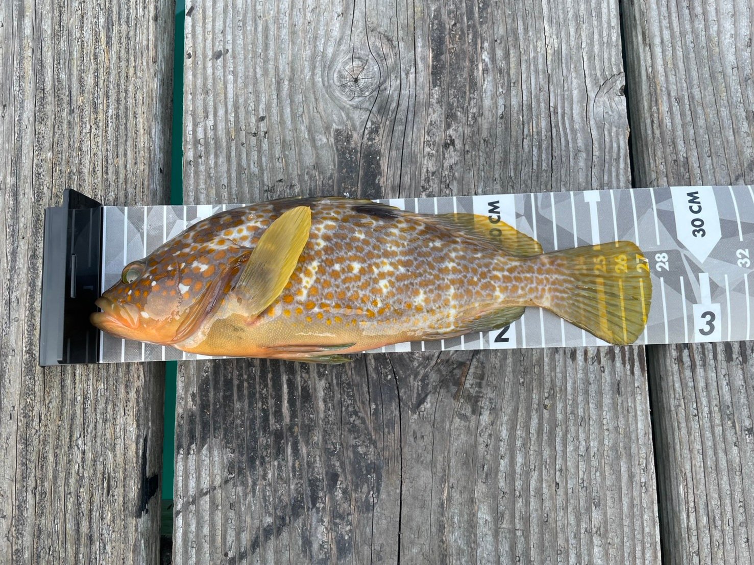 釣りで釣り上げた魚