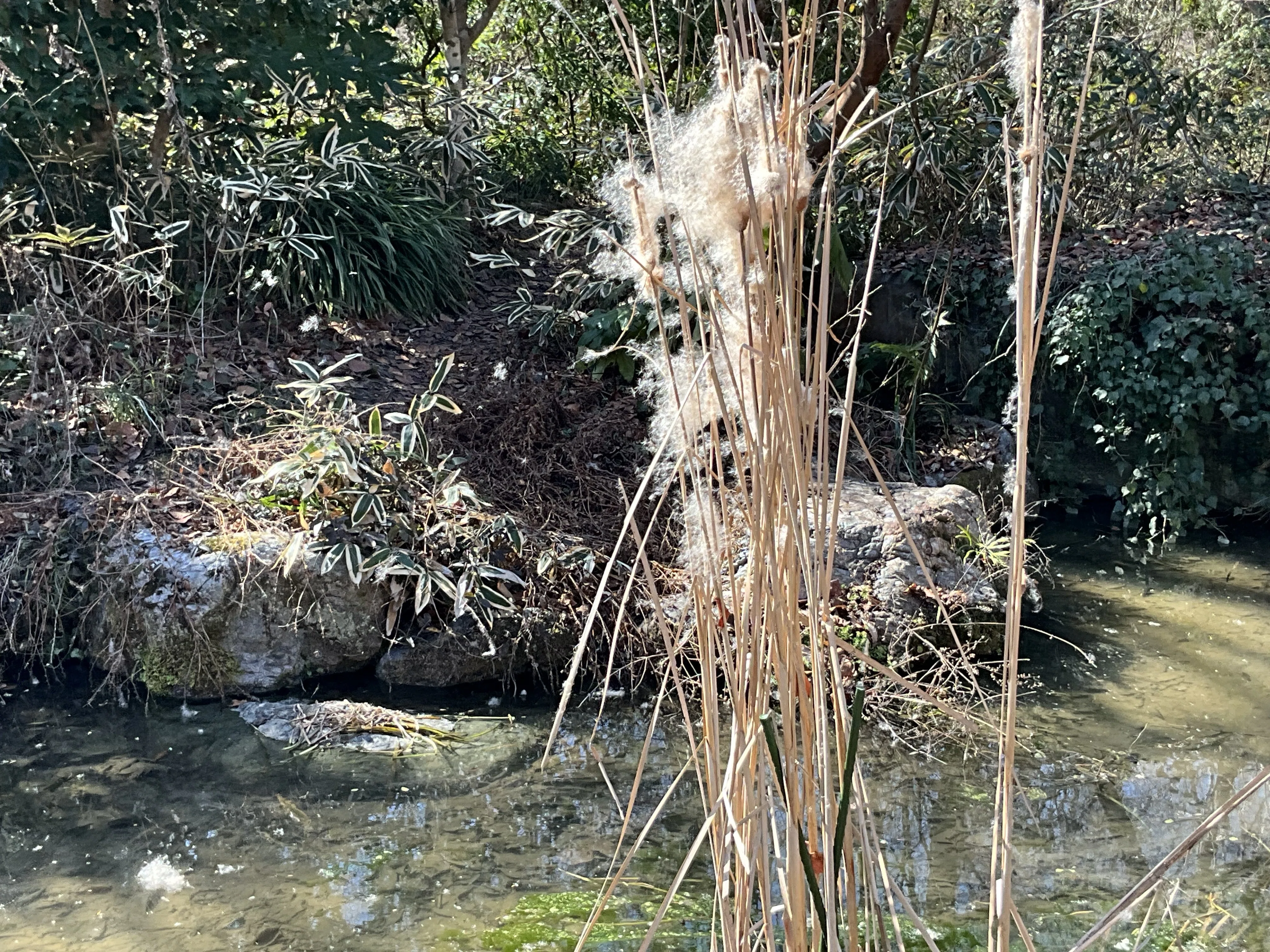 冬の池に立つガマ――綿毛と湿地の循環（京都府立植物園）：2026年2月19