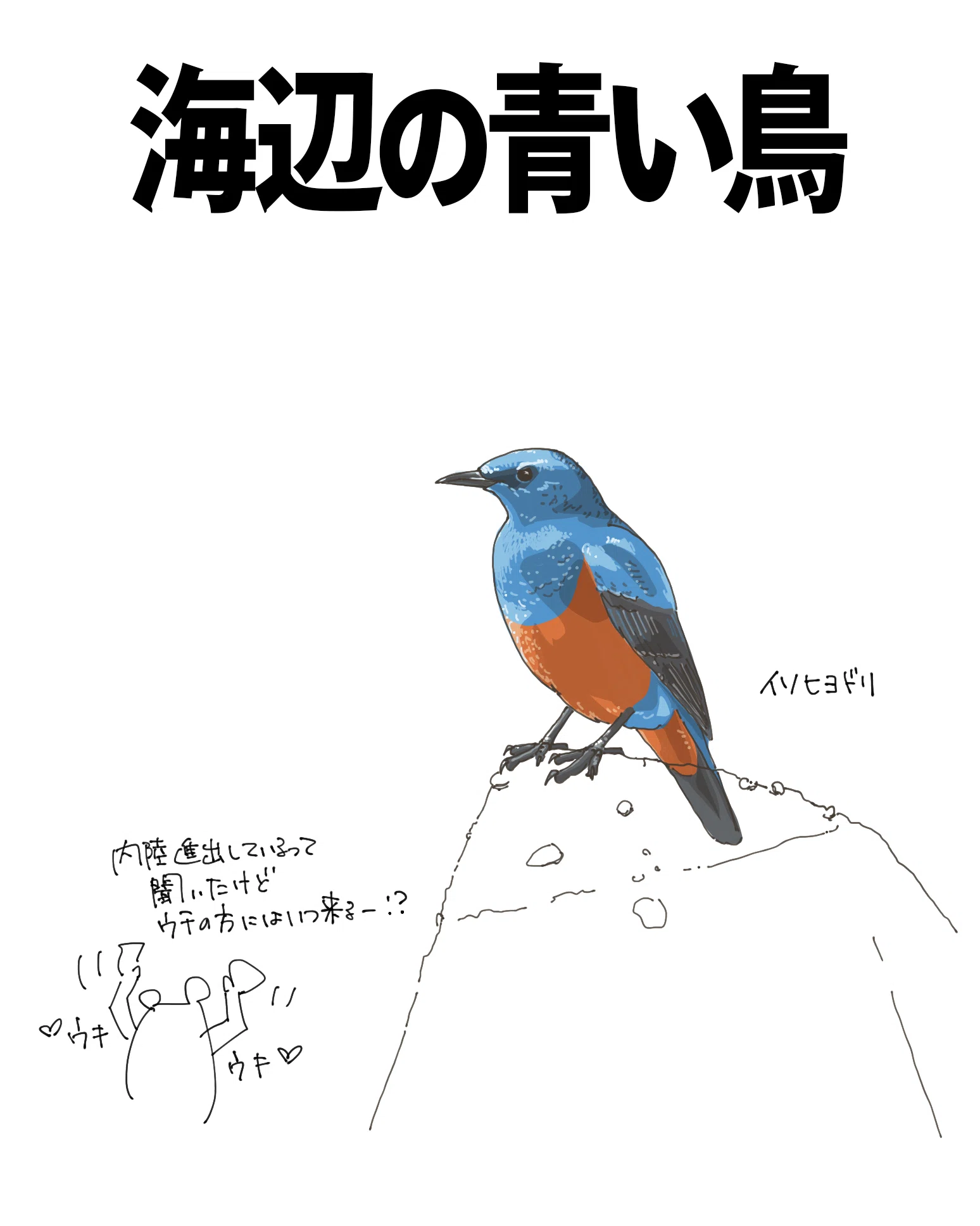 海辺の青い鳥｜イソヒヨドリ｜くますけ｜自然ガイド・クリエイター