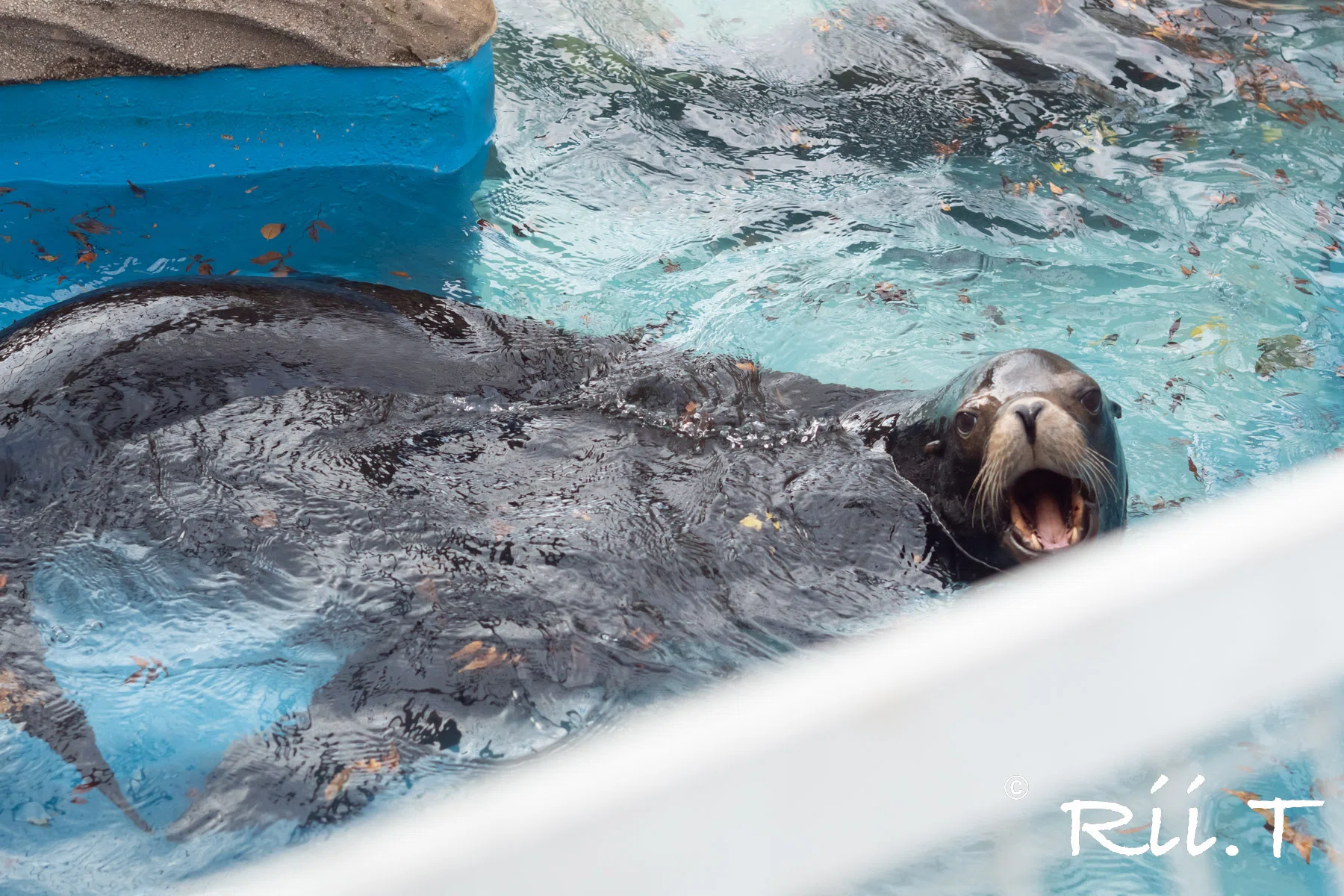 ポケットクリッター アシカ タカラ ポケットクリッター SUPER SEAL アシカ キーホルダー 水族館
