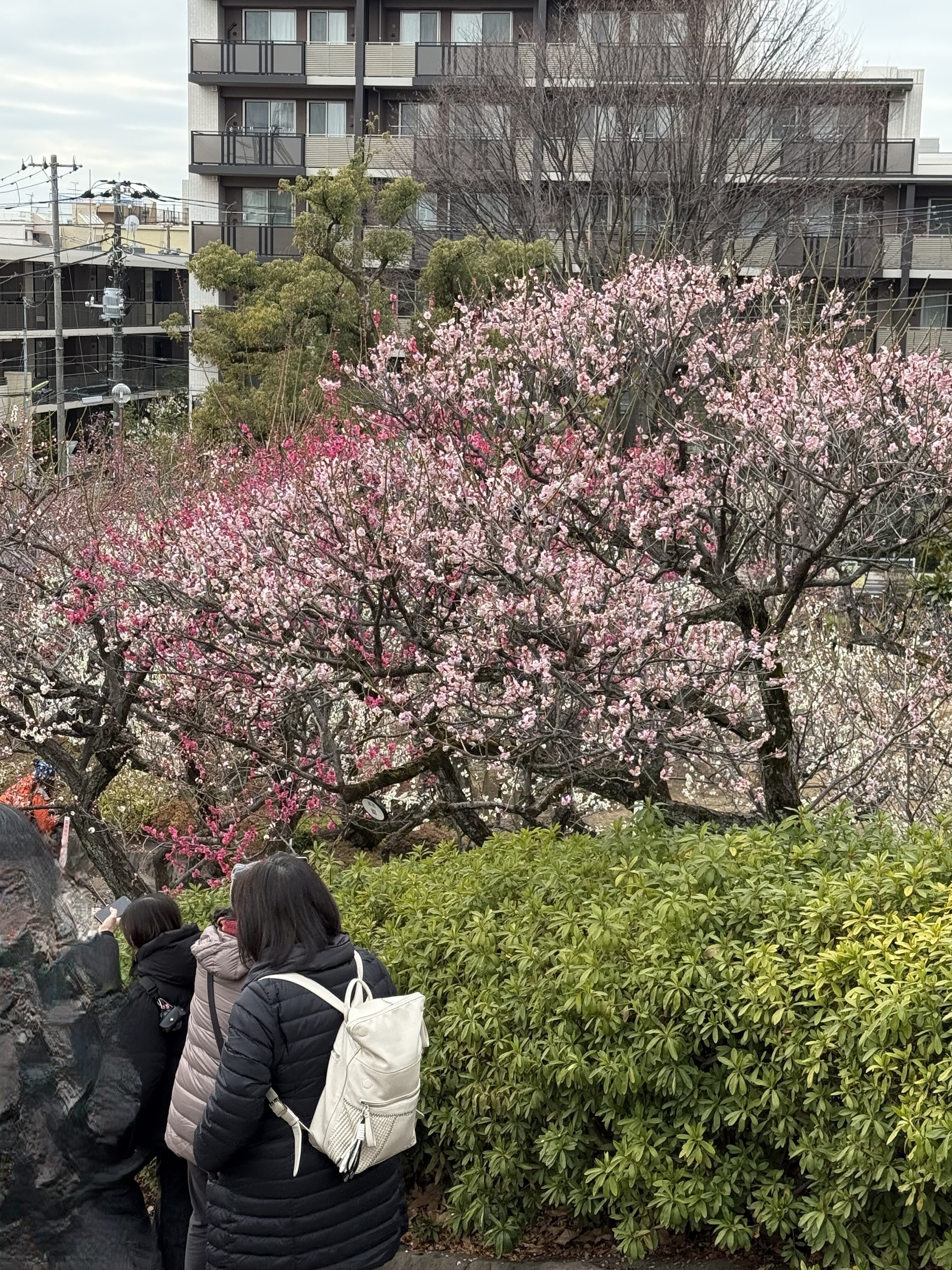 想像していた「白」とは違った。羽根木公園・梅まつりで見つけた