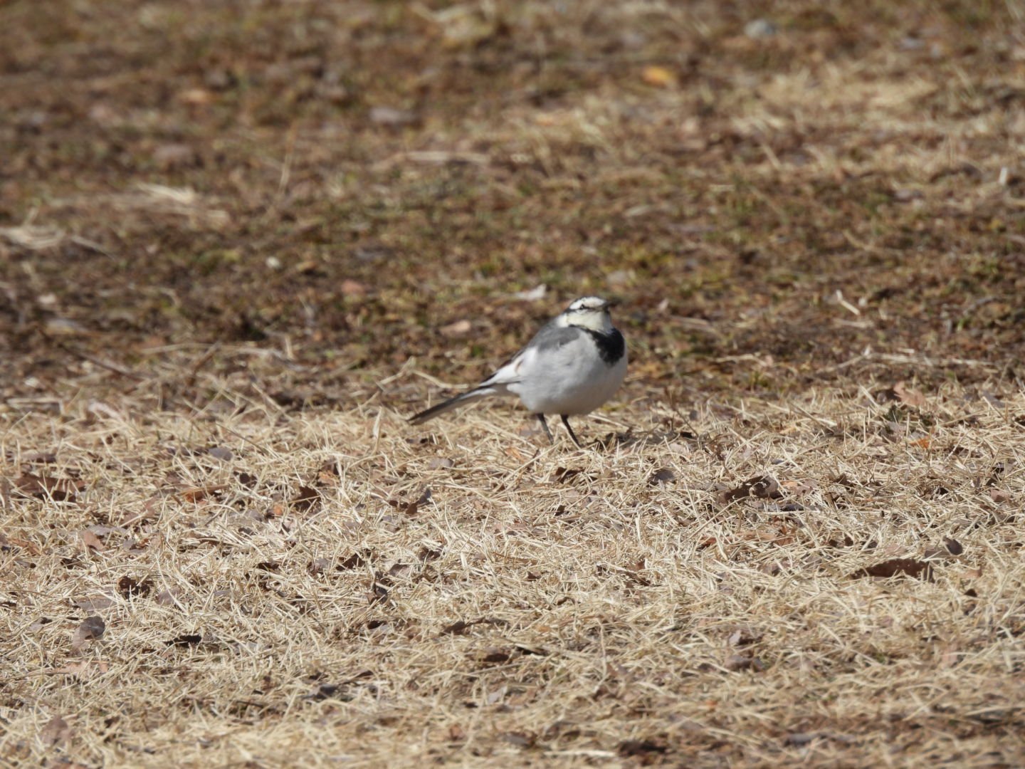 昼休みの小鳥たち 2026年2月｜ちる@鳥見の時間