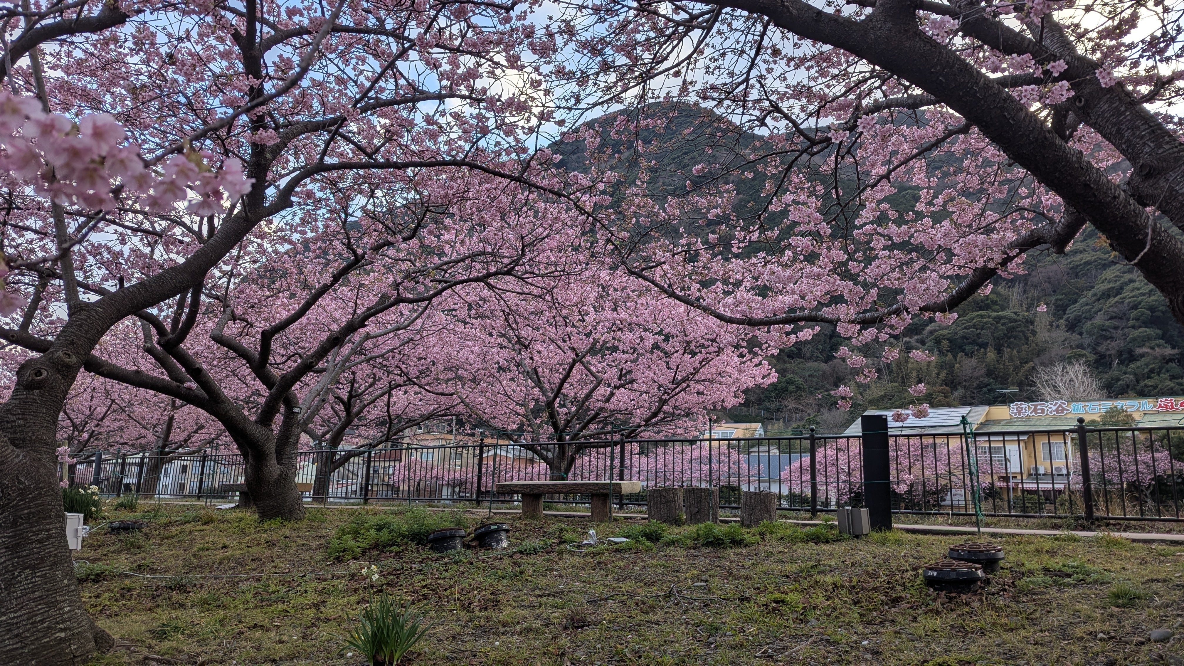 桜 咲く… 『伊豆・河津桜』｜ろくまるG