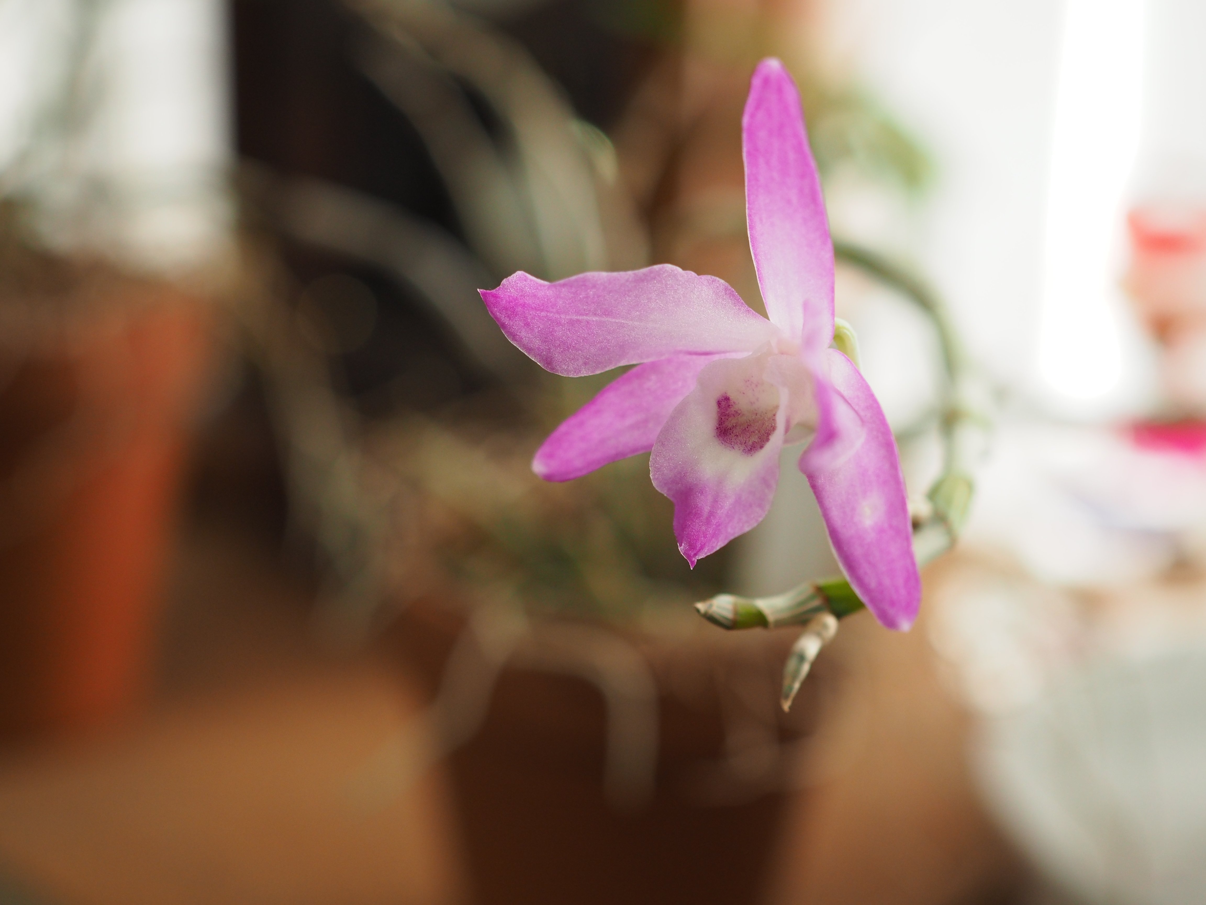 セッコク K2BS_26004｜こいたろう