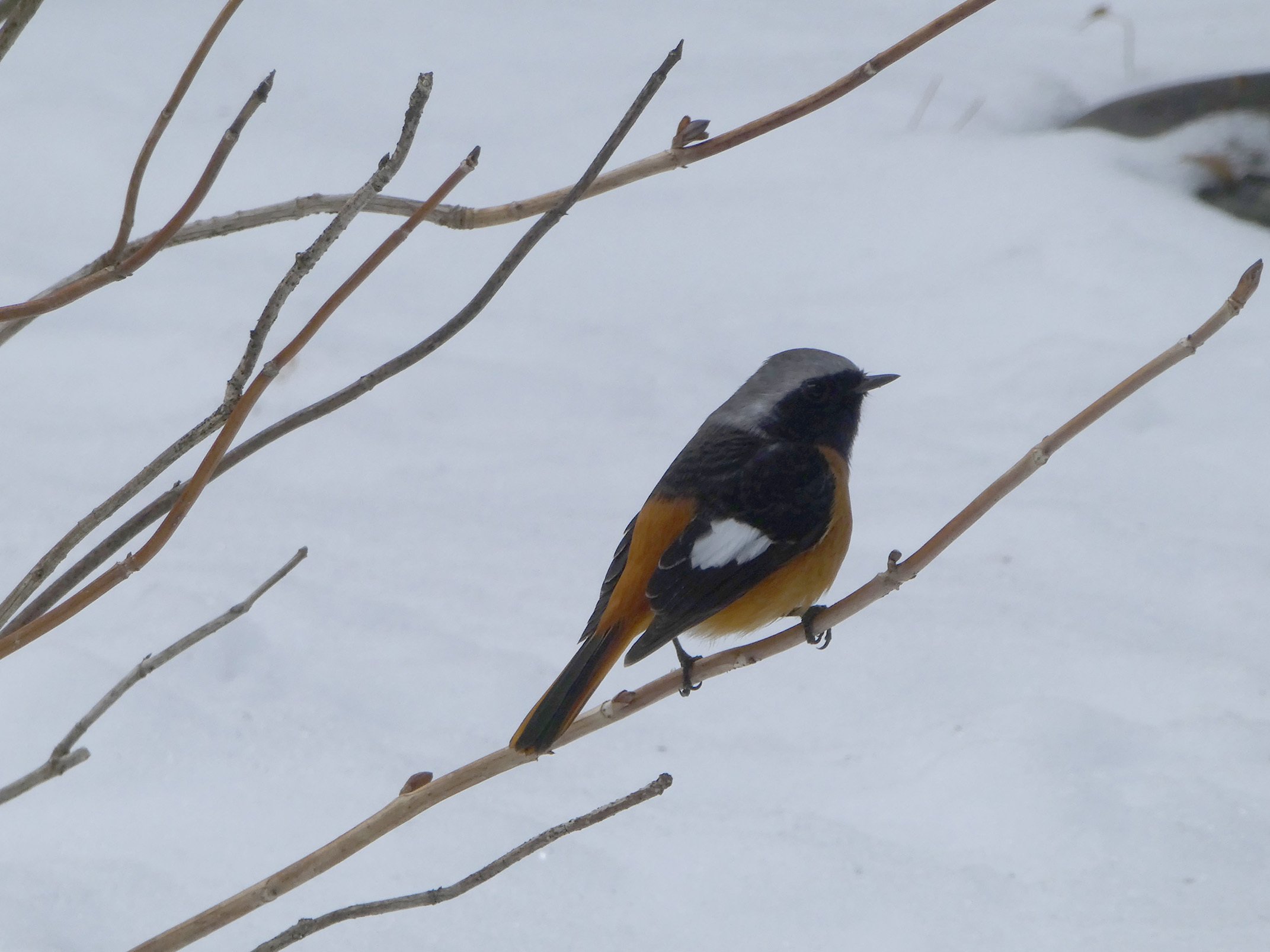 1月の鳥｜いちめ