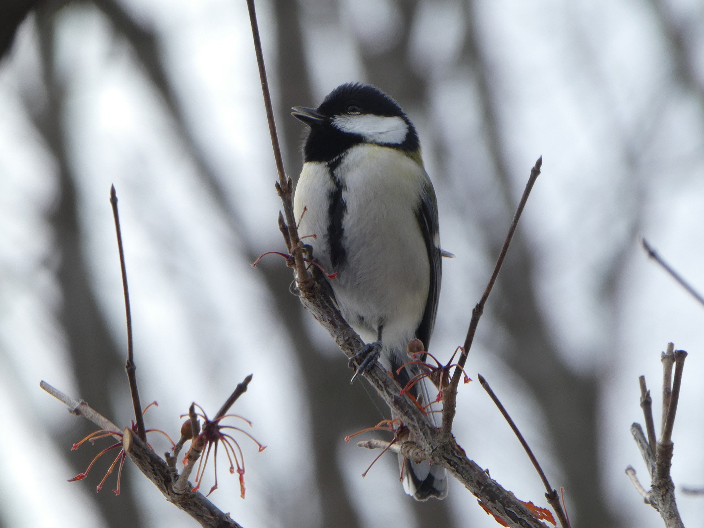 1月の鳥｜いちめ