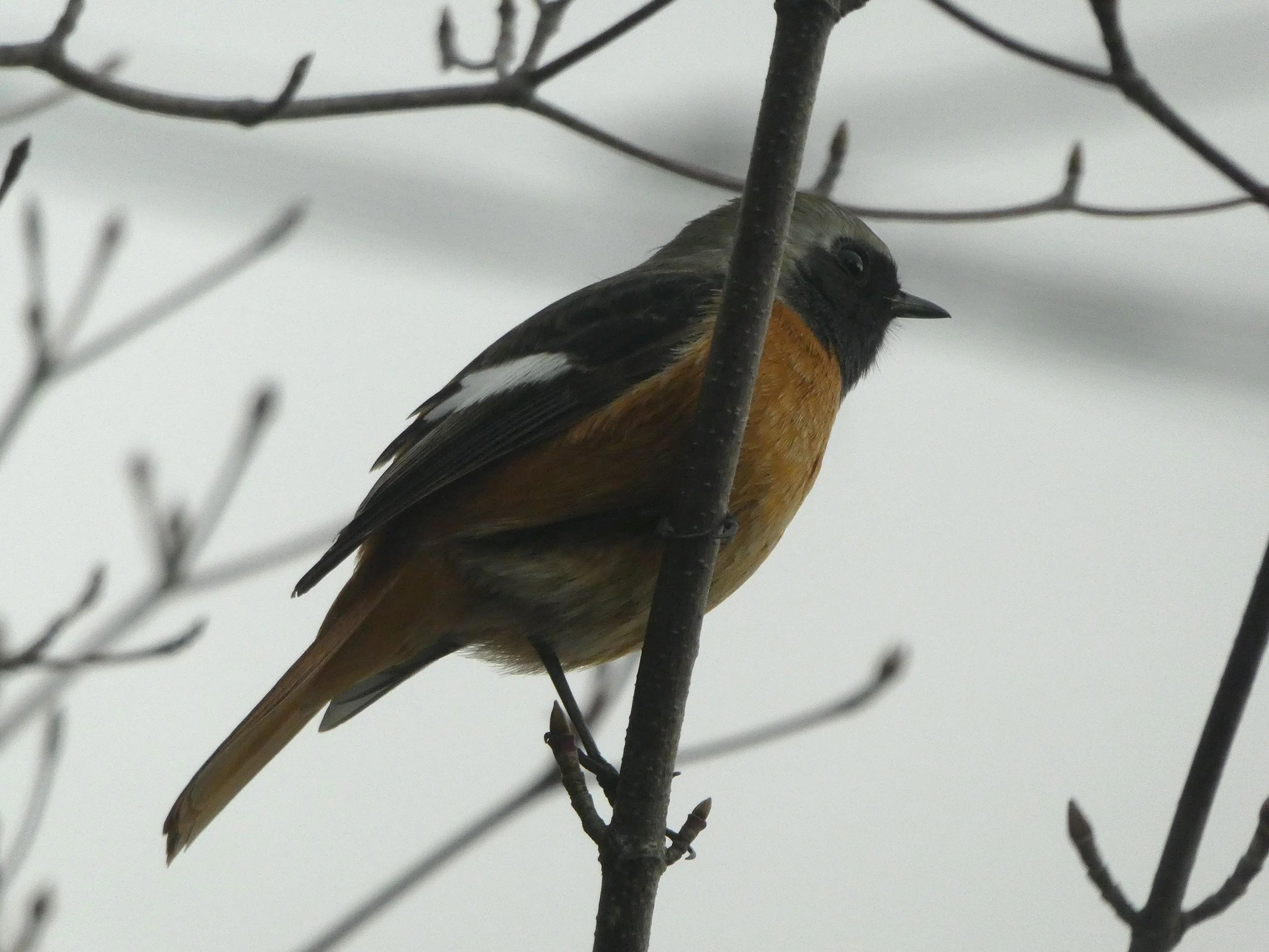 1月の鳥｜いちめ