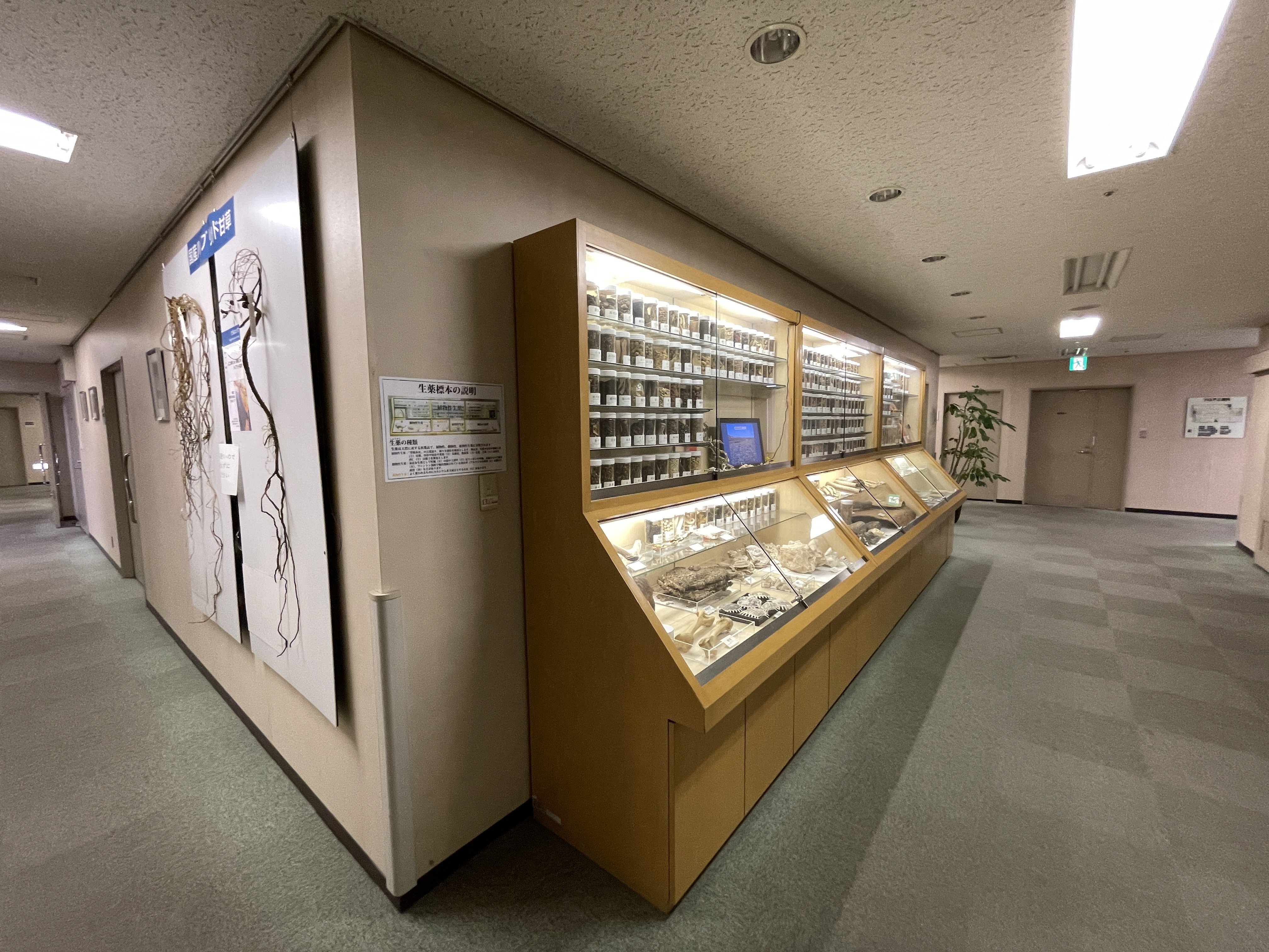 すごい博物館157】北里大学北里研究所病院・東洋医学資料展示室：古代