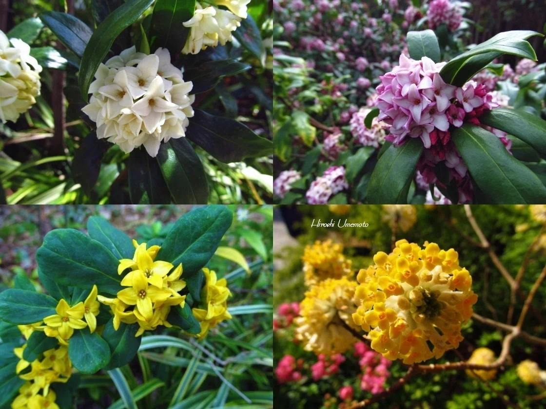 ジンチョウゲ（沈丁花）英名は、Winter daphne. 中国名は、瑞香｜ume_hiro