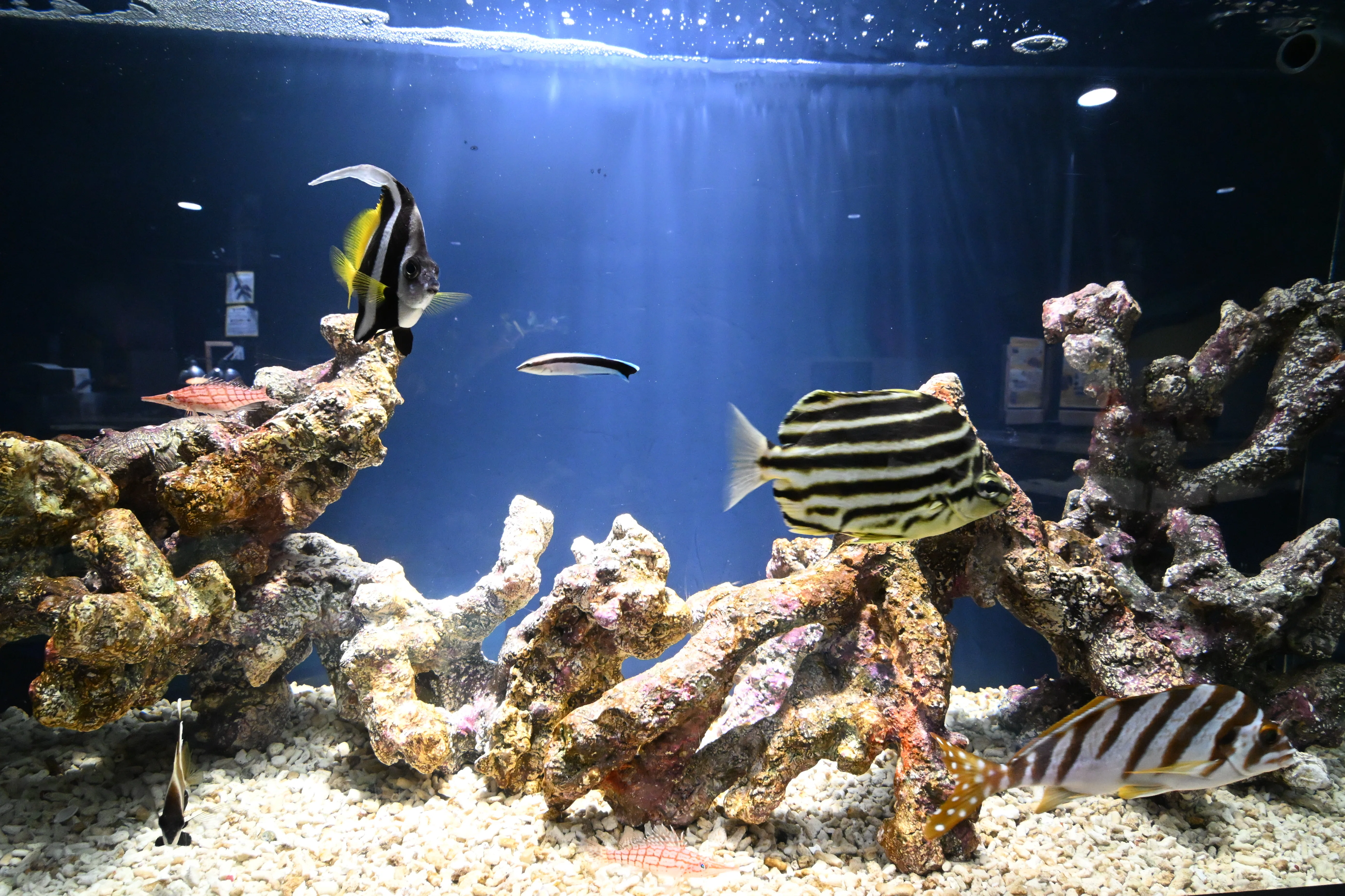 20260215_スマートアクアリウム静岡 AQUARIUM【Nikon Z50IIと水族館