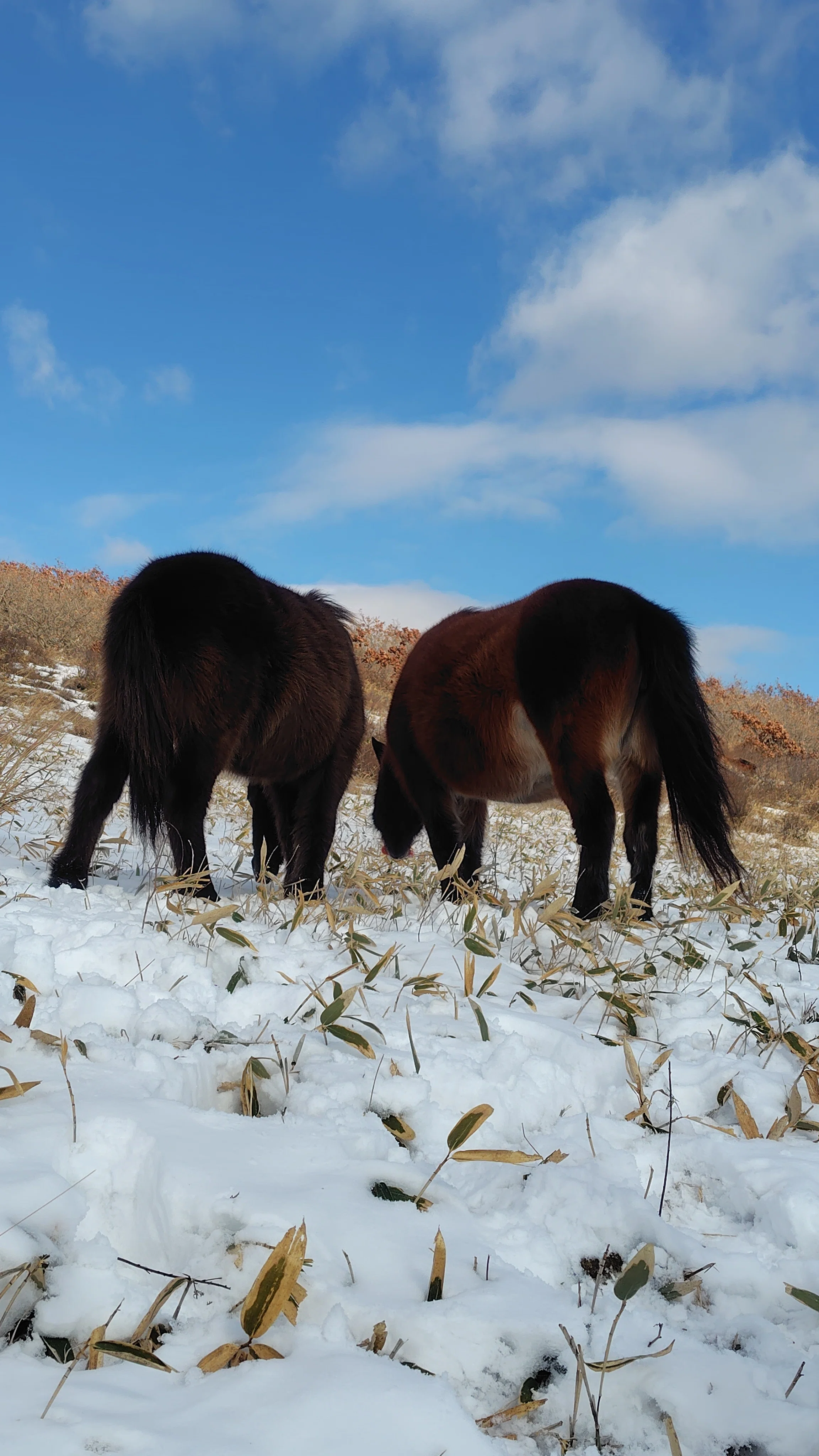 短編記事｜野良の馬🐴に会える場所。｜ほねみぞ たけし