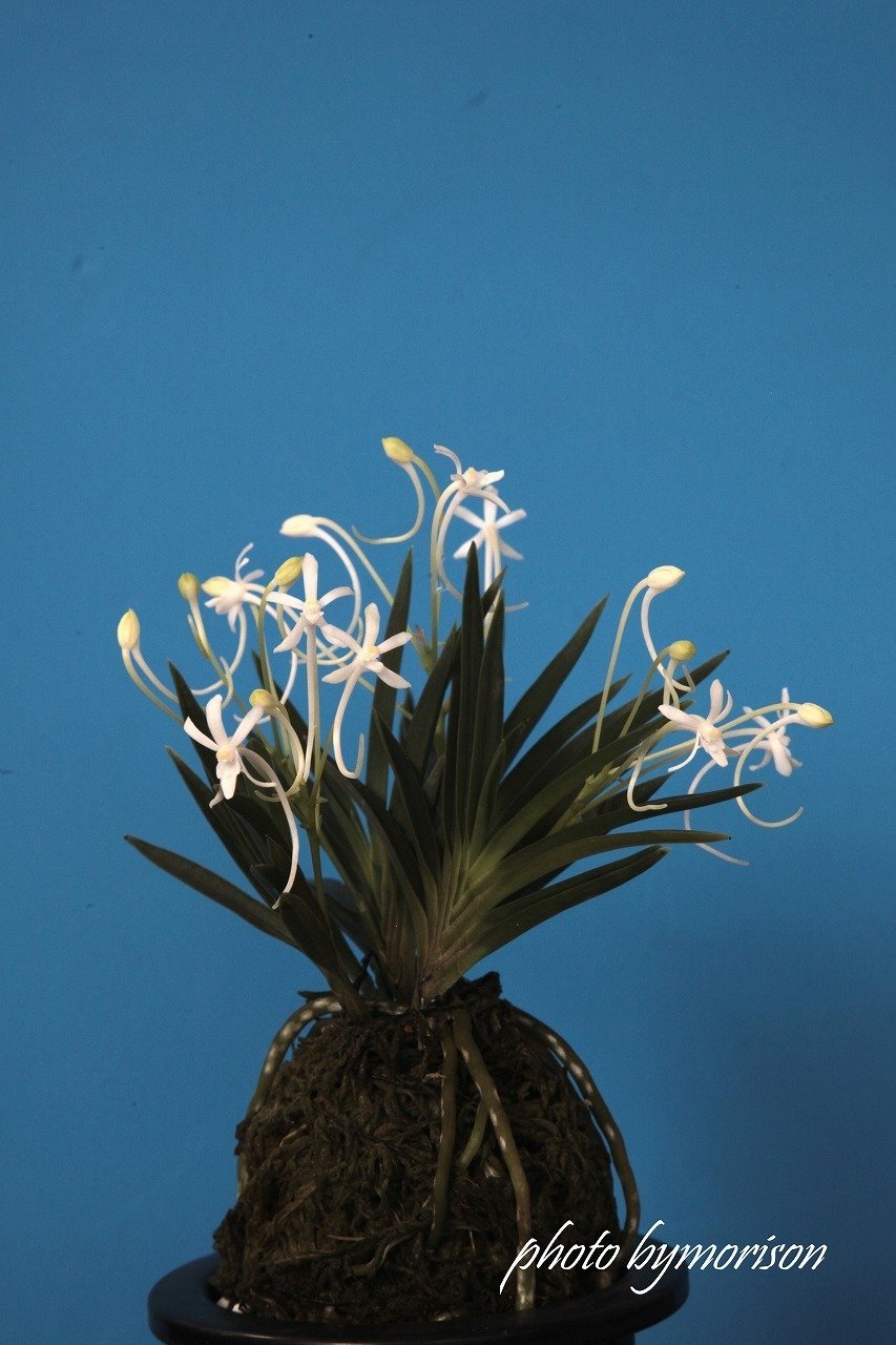 富貴蘭「笹の舞」の花（過去の画像倉庫から）｜KJ Morison