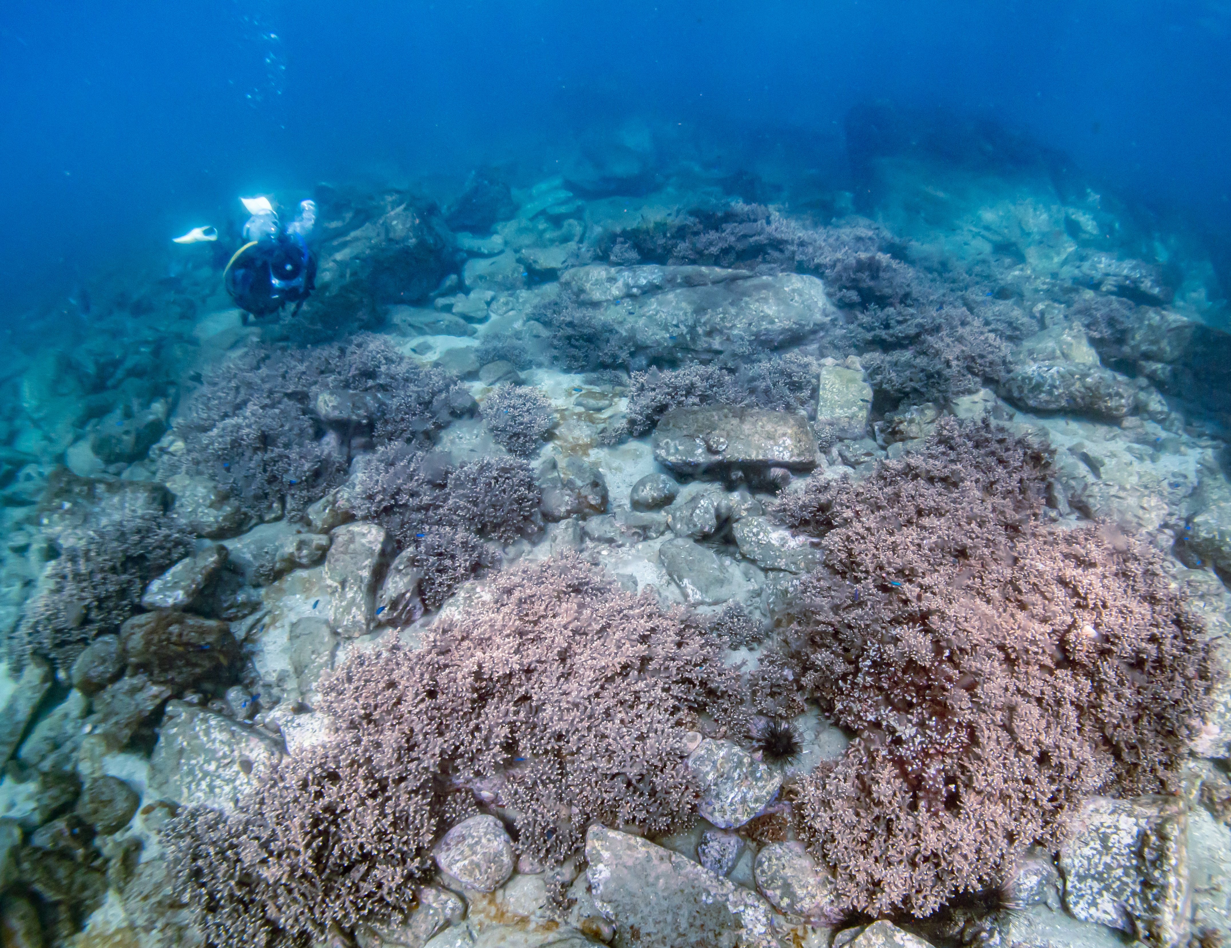 辰ノ口でやってるサンゴ保全の話｜長崎ダイビングショップ ベリーズ