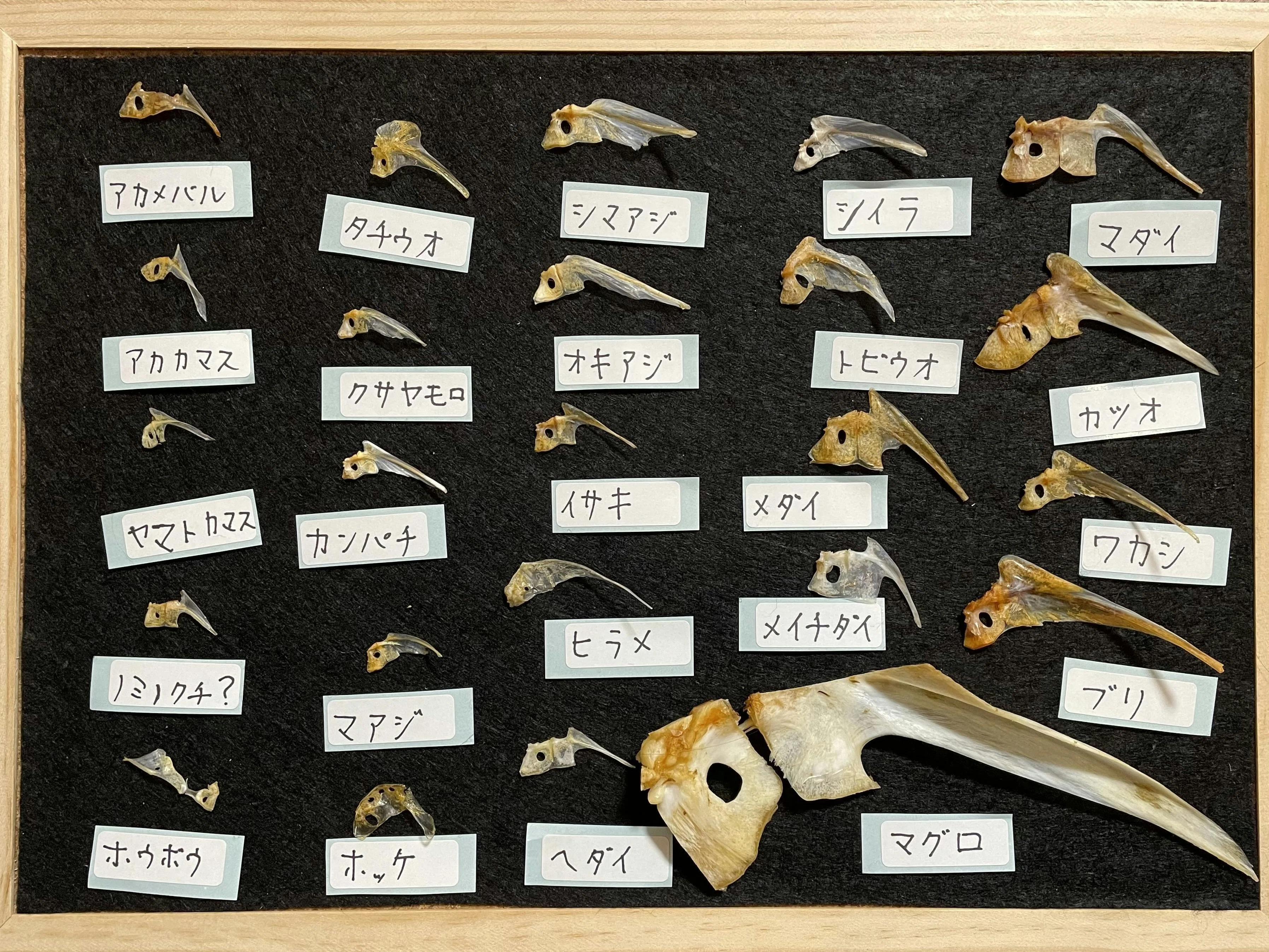 Publication Commemorative Event for 'Tai no Tai Encyclopedia