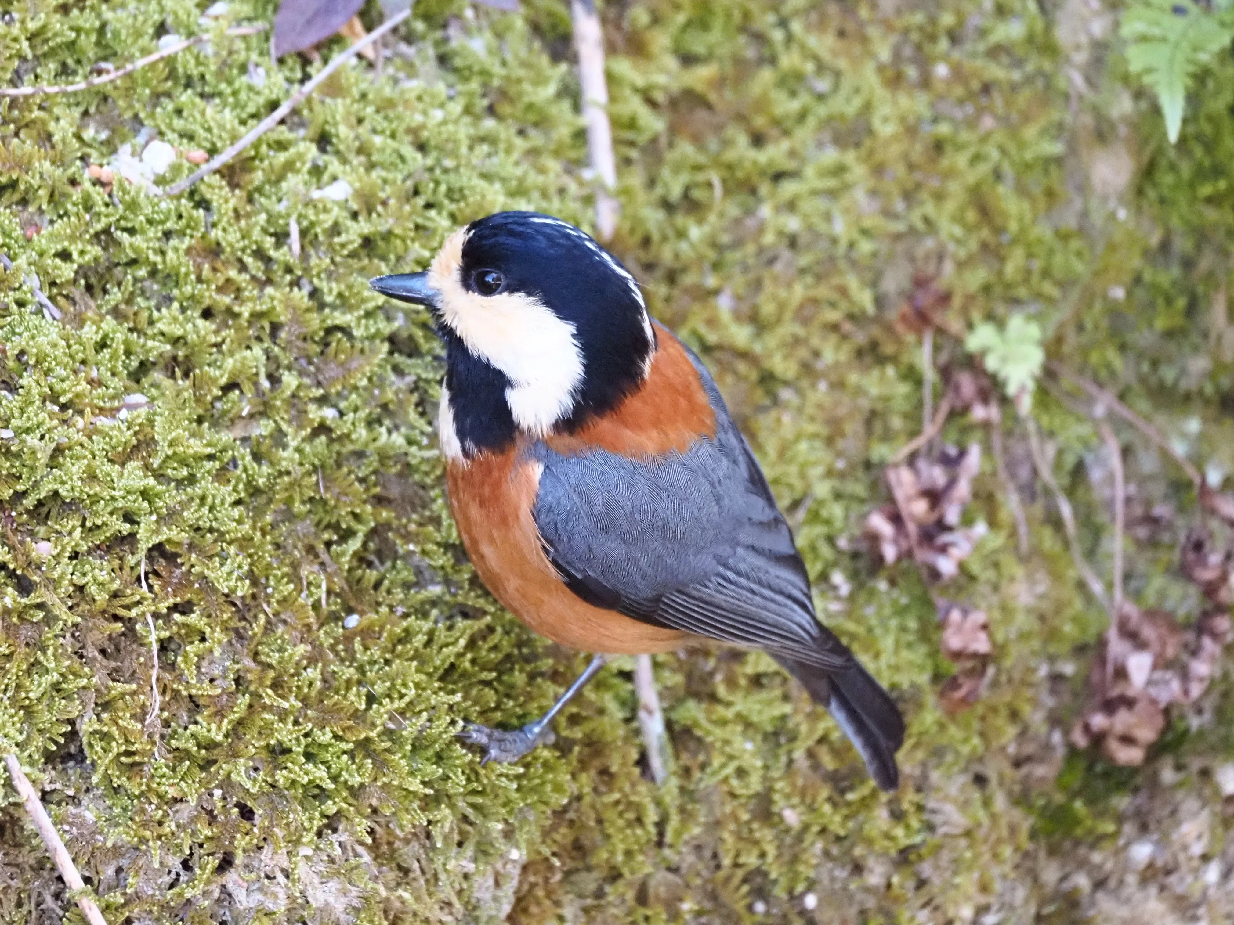 お手本にしたい野鳥のカラーコディネート|あぶらやま野鳥ブログ㉒