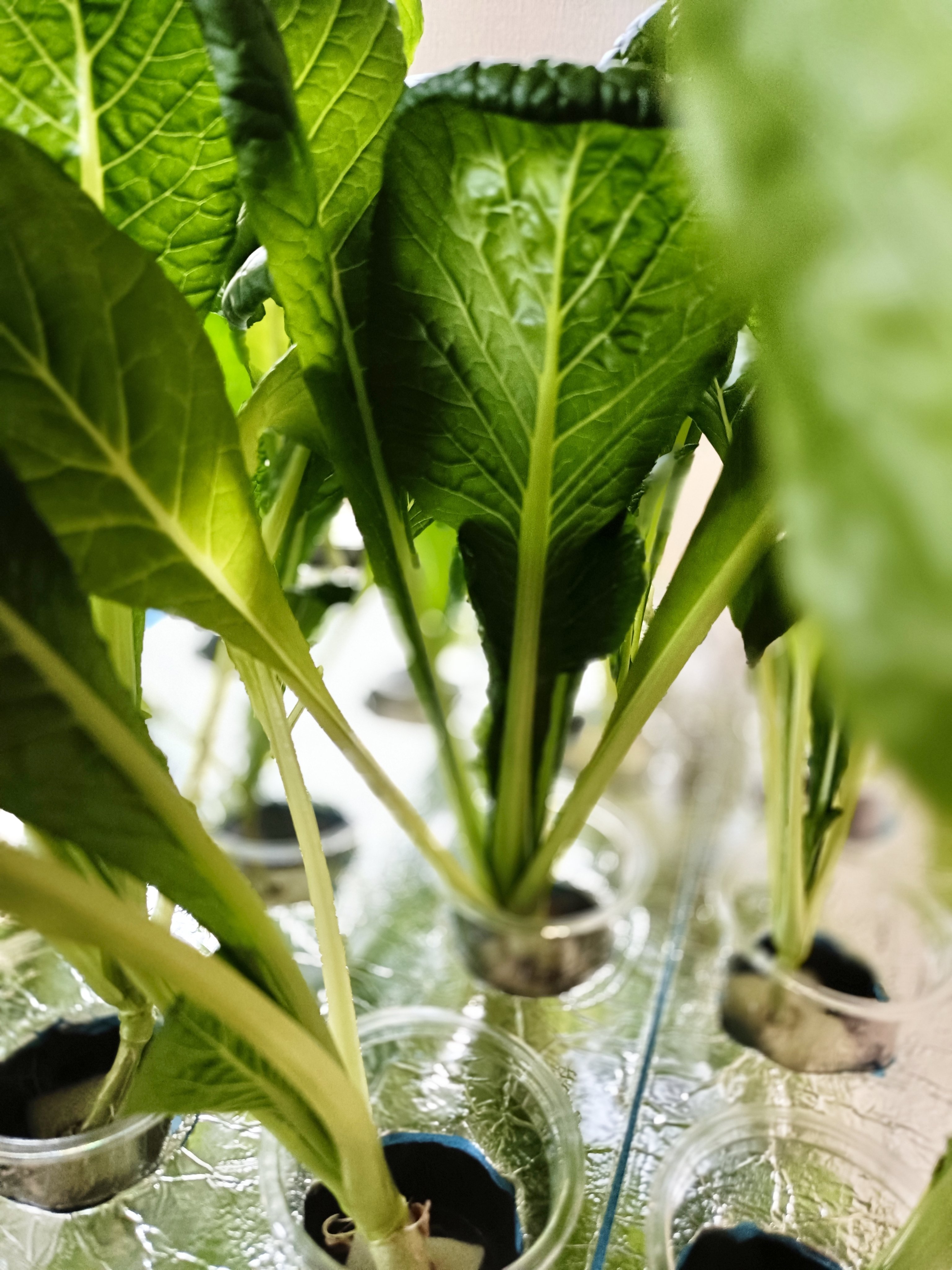 冬の水耕リベンジ。小松菜と小かぶ、近況記録。｜ひげ美人