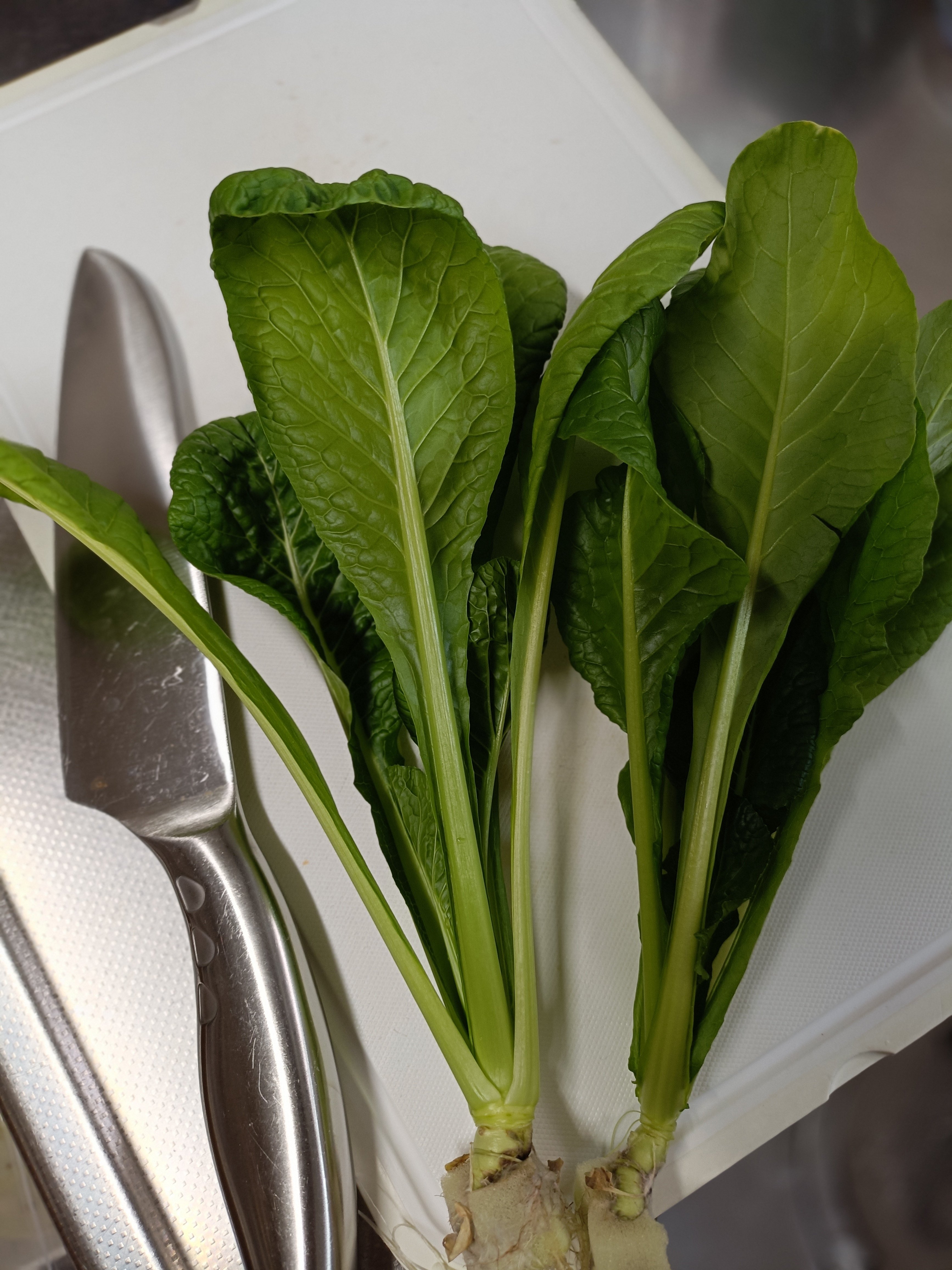 冬の水耕リベンジ。小松菜と小かぶ、近況記録。｜ひげ美人