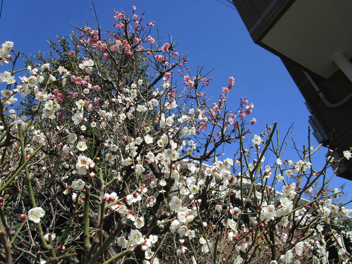 紅梅白梅・こうばいはくばい