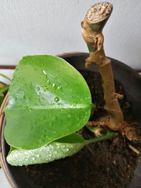 愛情が裏目に？引き取りモンステラの再生と気づき｜Monsteranian