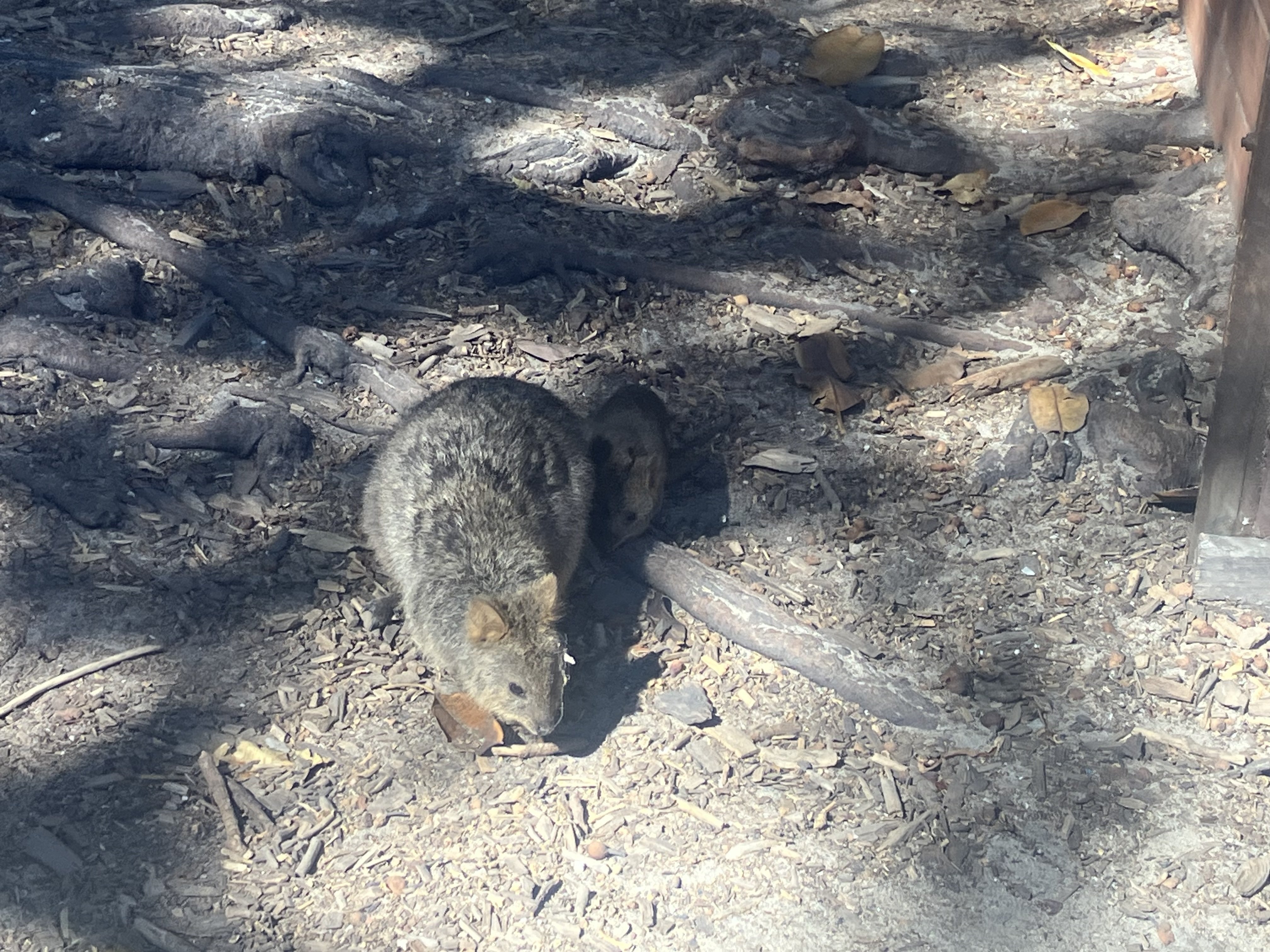 パース旅行② 念願のロットネスト島でクオッカと対面編｜旅好きにゃんこ