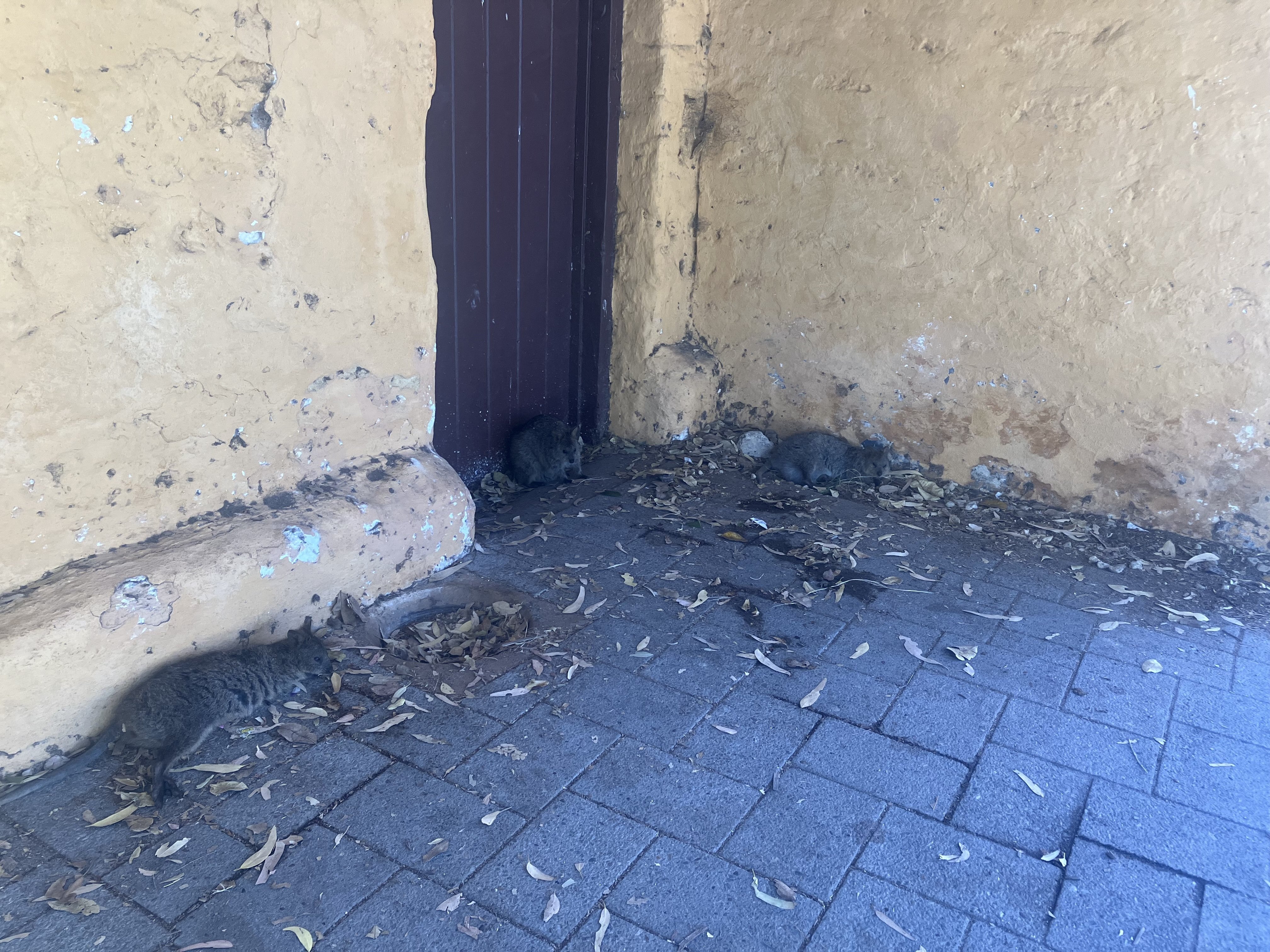 パース旅行② 念願のロットネスト島でクオッカと対面編｜旅好きにゃんこ