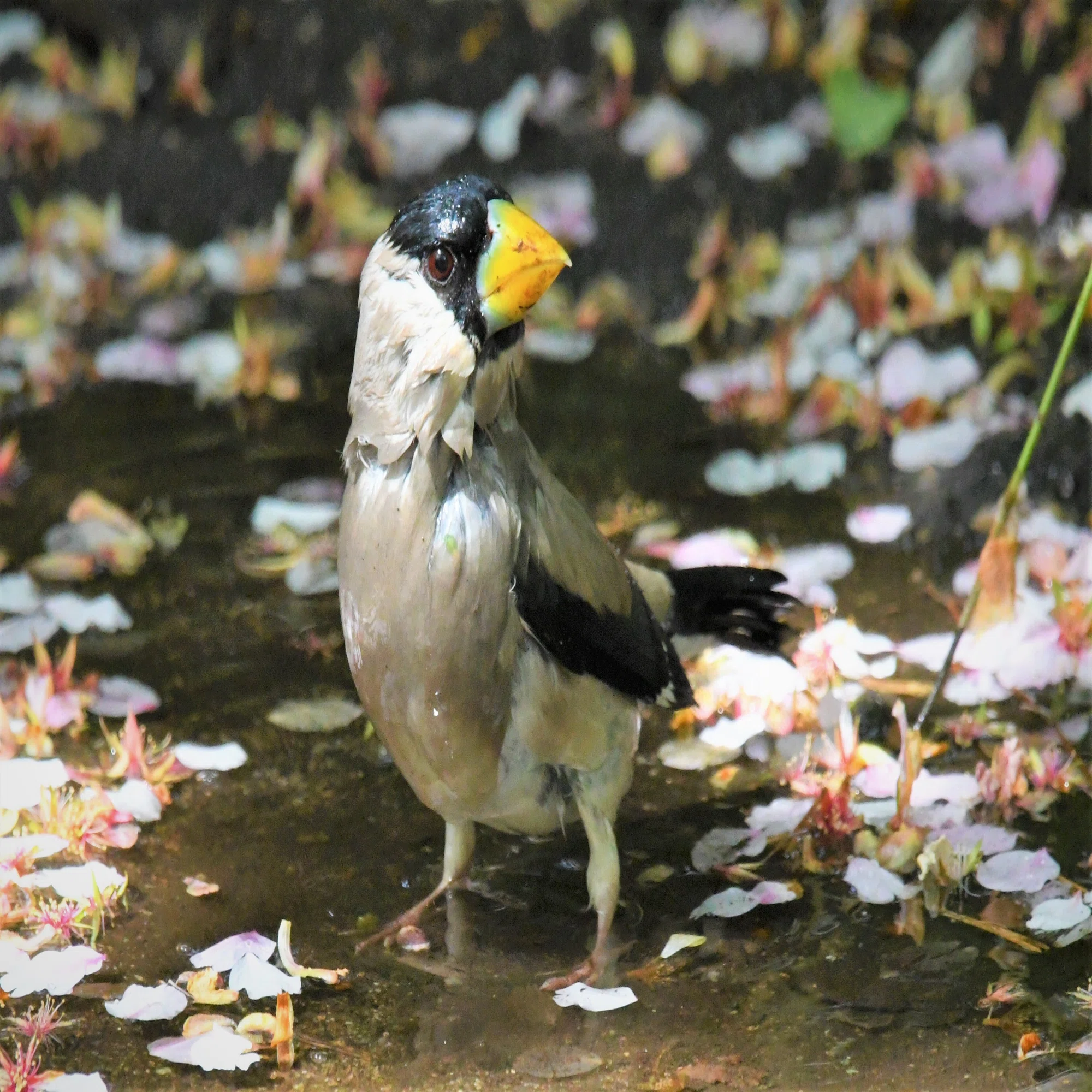 超望遠COOLPIX（P900、P950、P1000、P1100）で野鳥撮影をして本当に 
