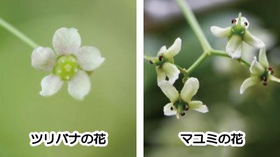 ツリバナとマユミを見分ける方法｜花・実・冬芽の特徴｜lovely plants@note