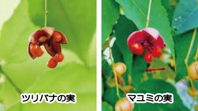 ツリバナとマユミを見分ける方法｜花・実・冬芽の特徴｜lovely plants@note