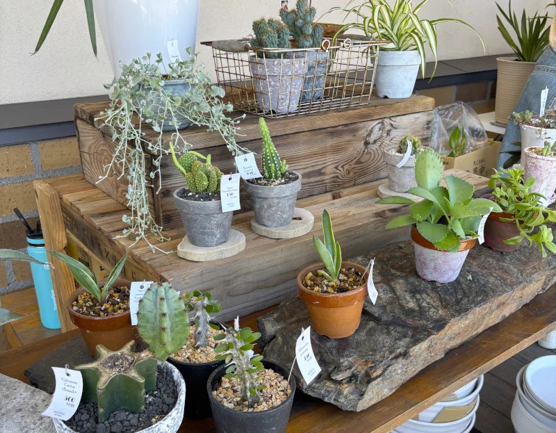 移住日記】ナチュラルガーデンへの道（9）｜森の観葉植物屋さん