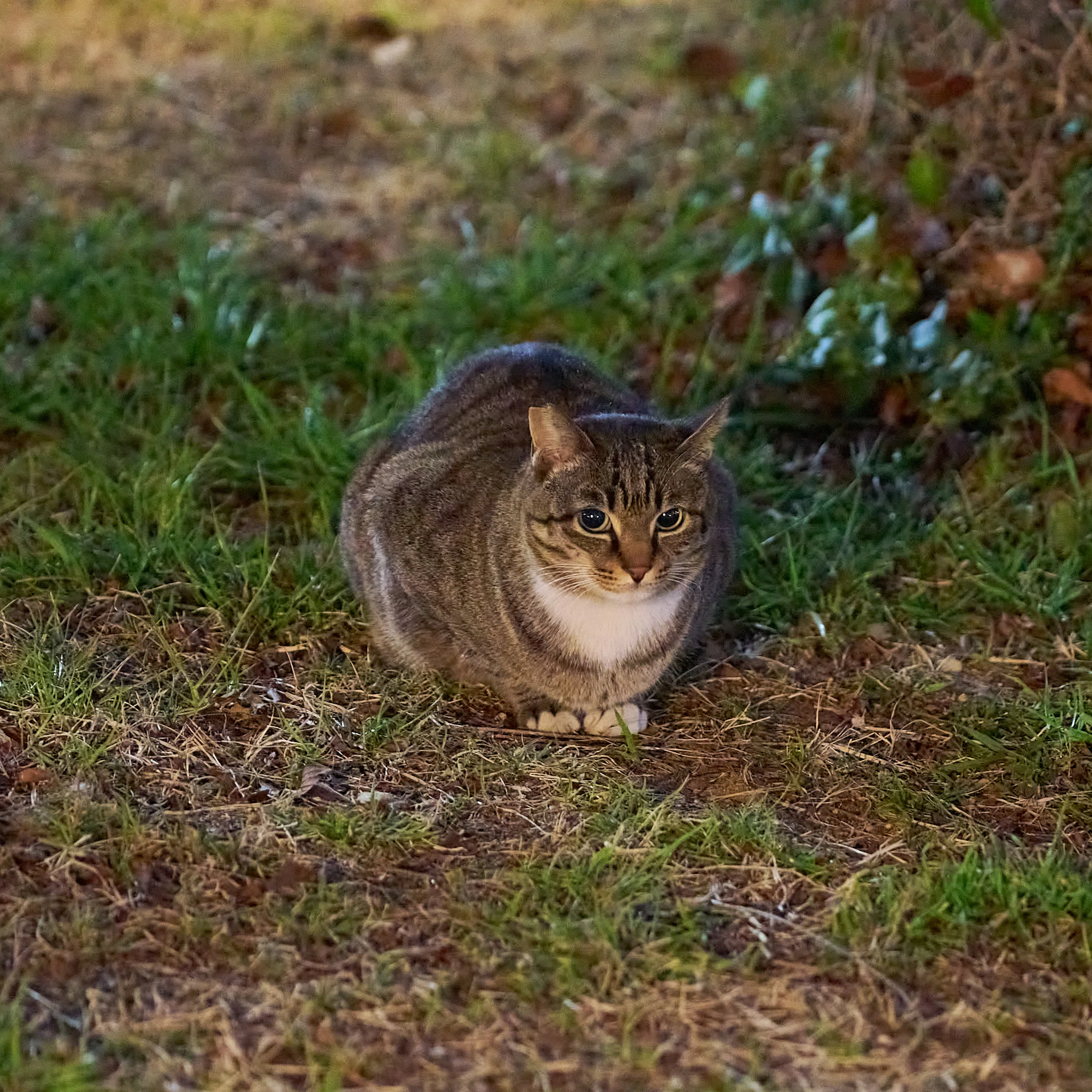 Today's neighborhood cat 20260218｜kuronekonyasan