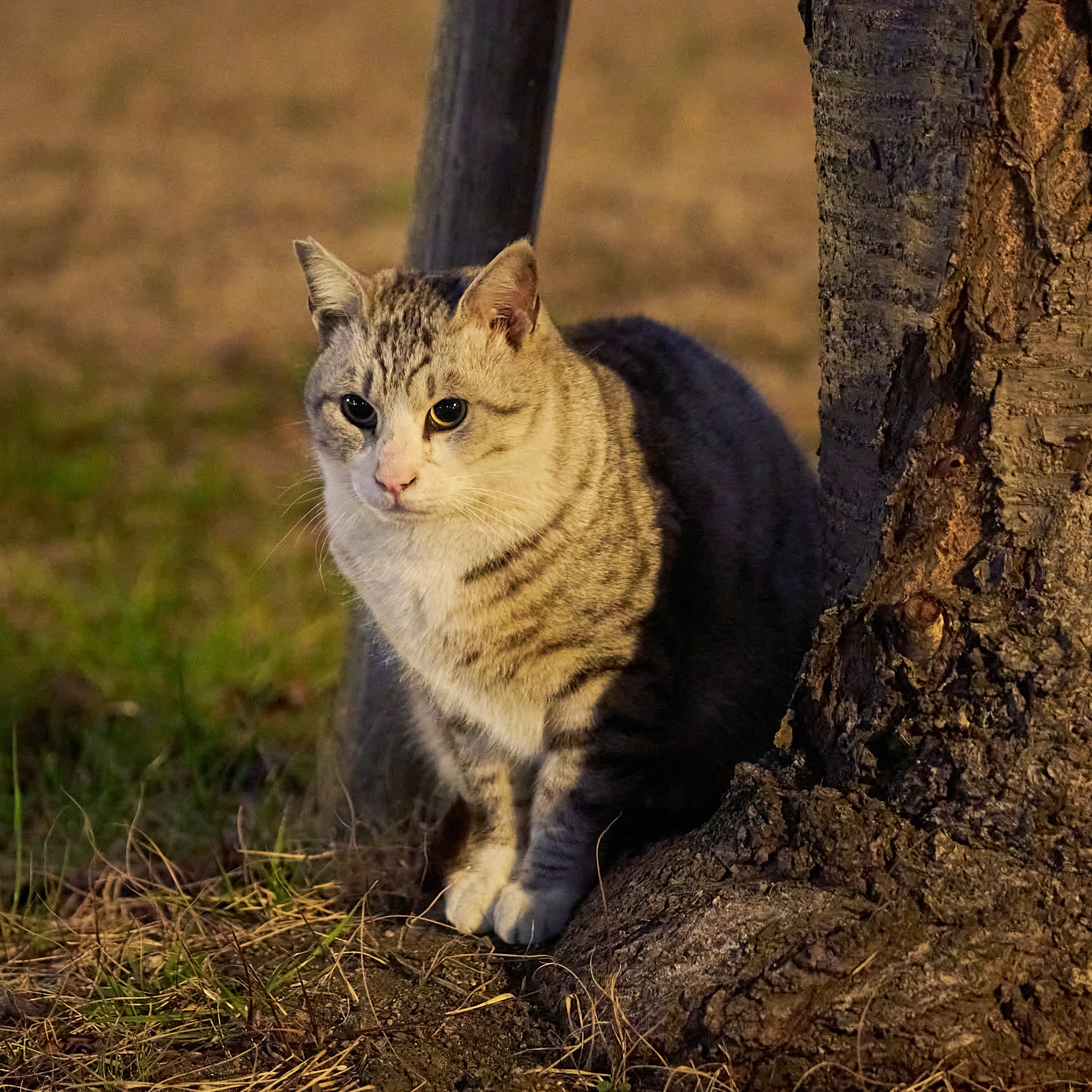 Today's neighborhood cat 20260218｜kuronekonyasan