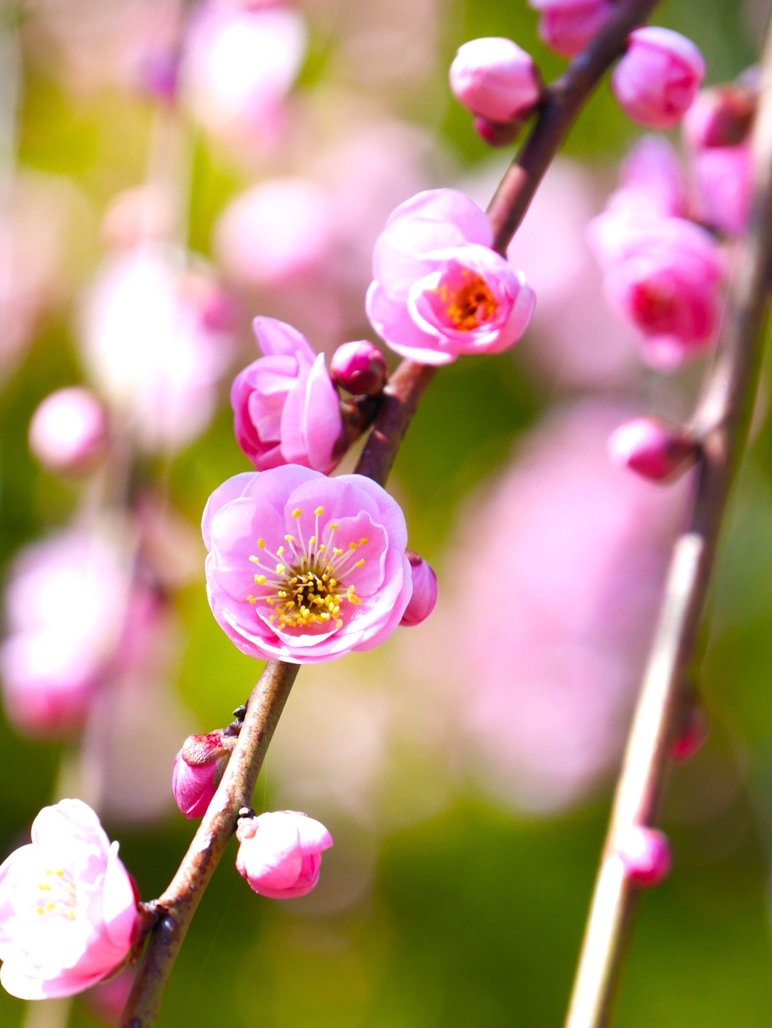 2026年 春の花、梅｜久露見庵(くろみ庵)@天気と気候と自然を考える