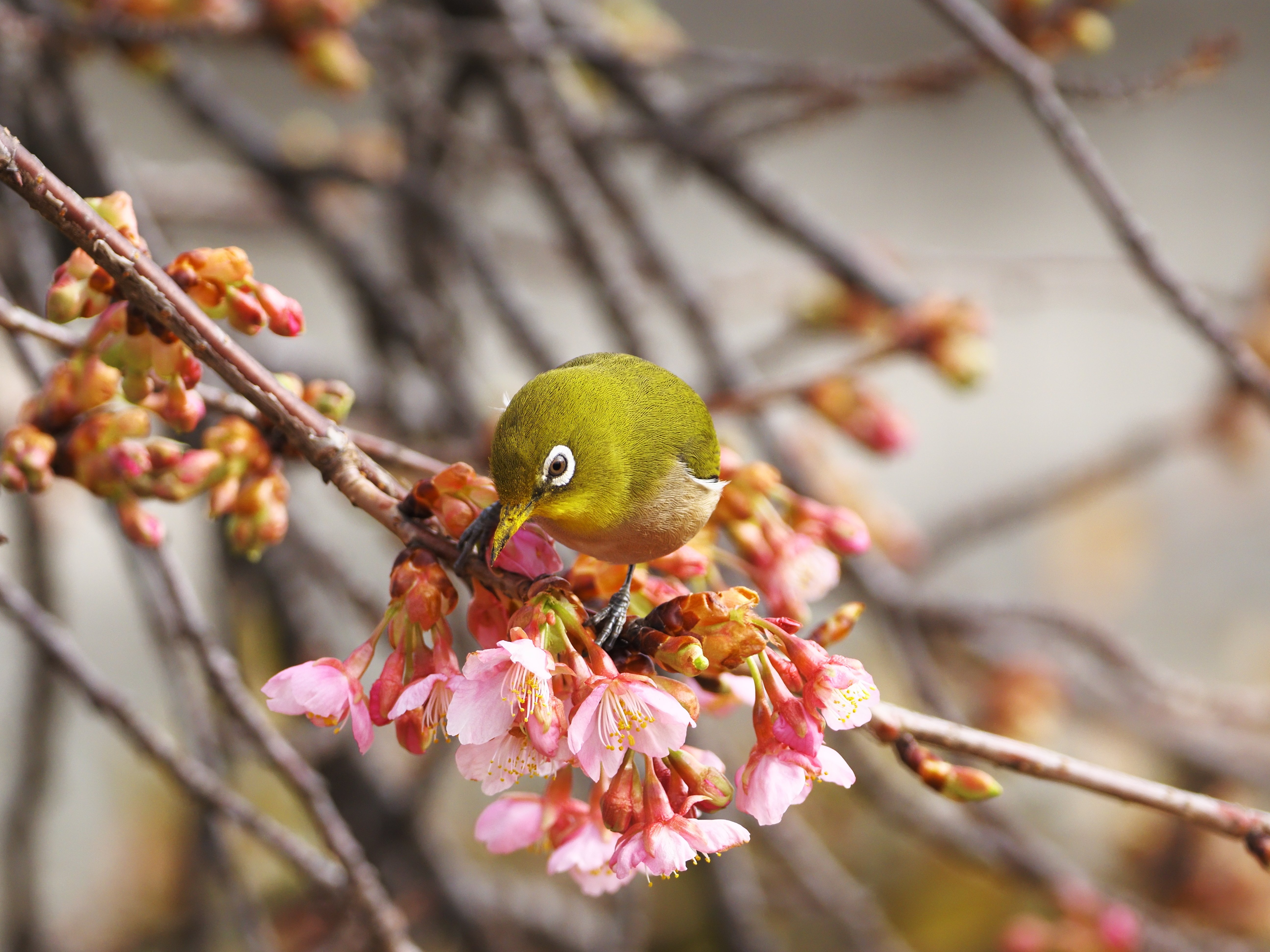 野鳥撮影】あきらめない先に待っていたご褒美。空堀川の河津桜と